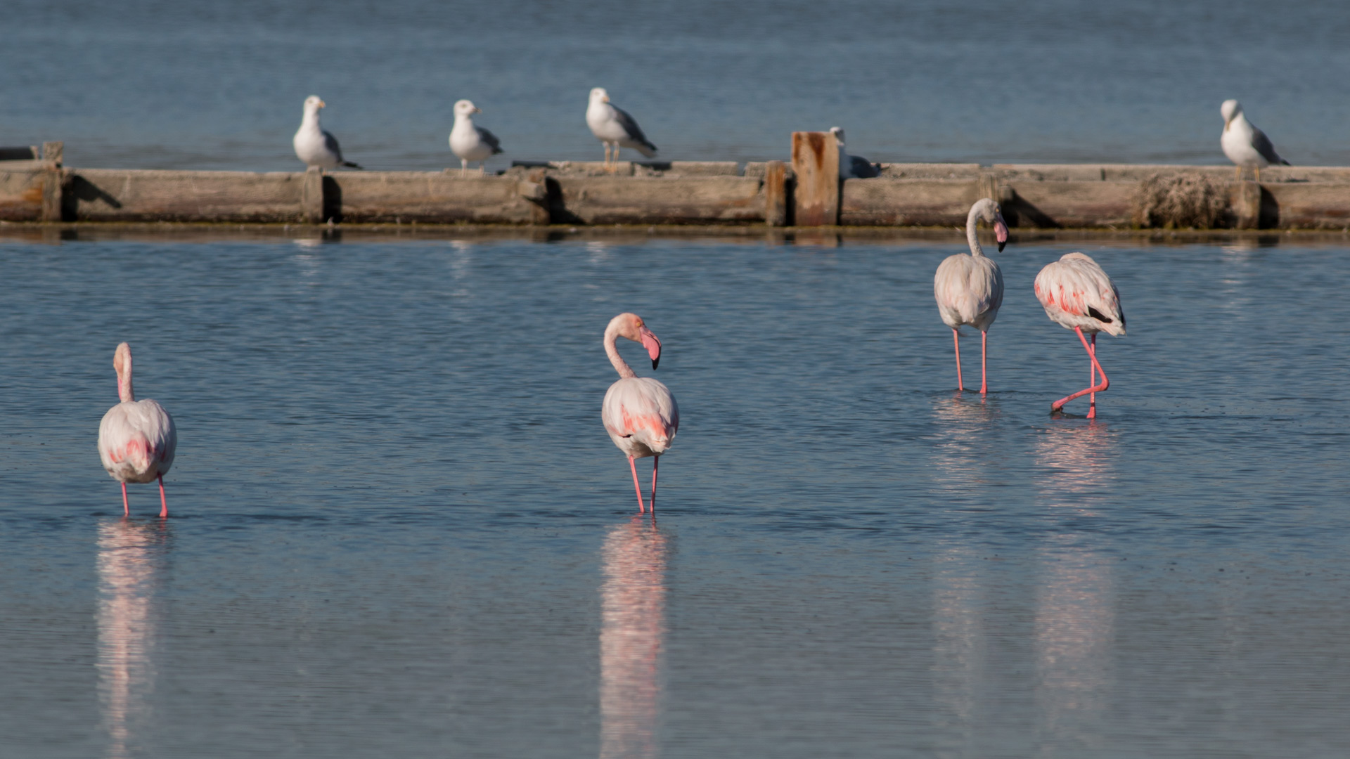 Flamingo » Greater Flamingo » Phoenicopterus roseus