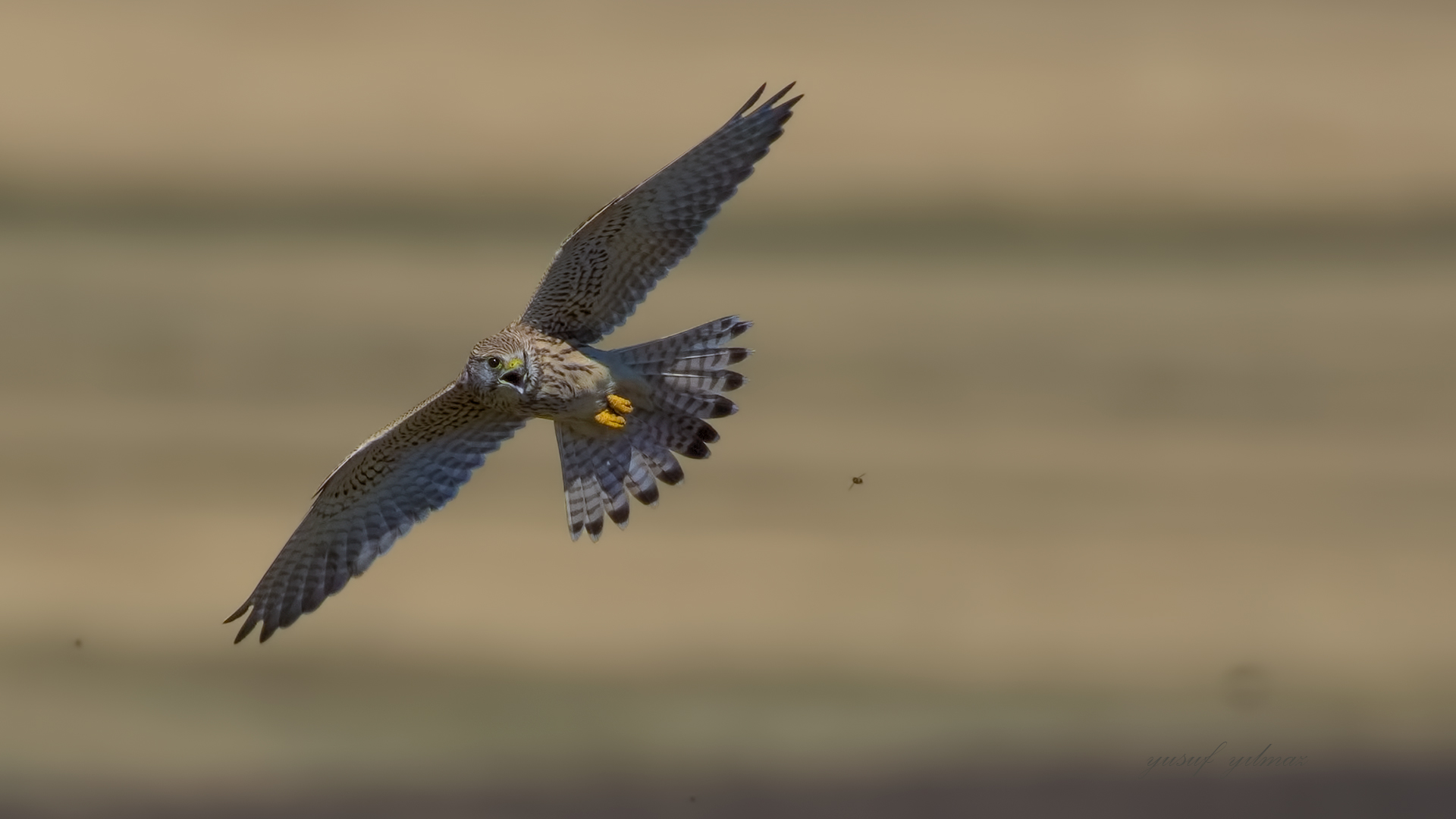 Kerkenez » Common Kestrel » Falco tinnunculus
