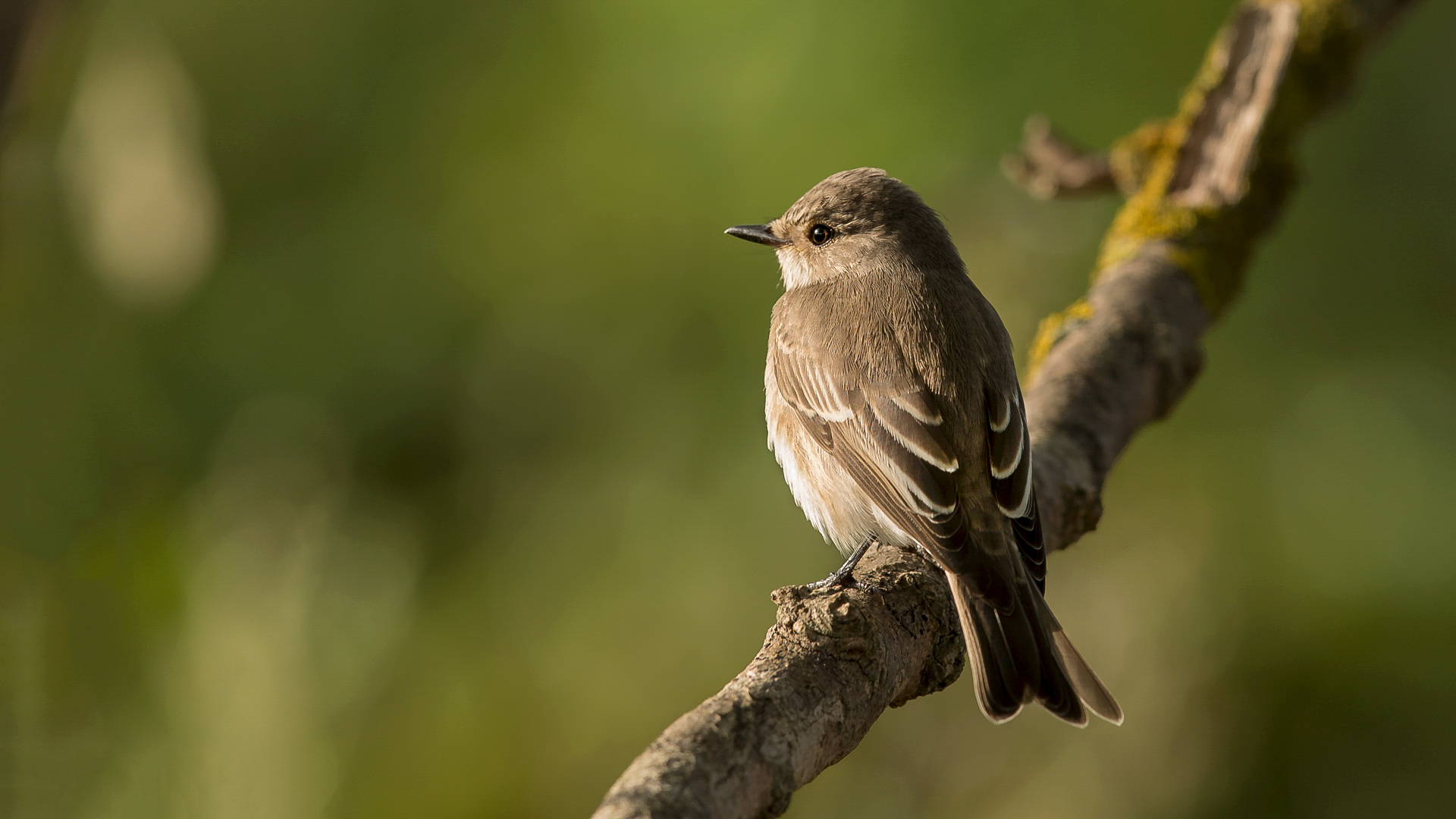 Benekli sinekkapan » Spotted Flycatcher » Muscicapa striata