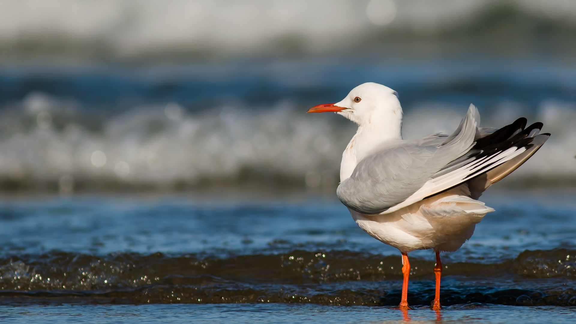 İncegagalı martı » Slender-billed Gull » Chroicocephalus genei