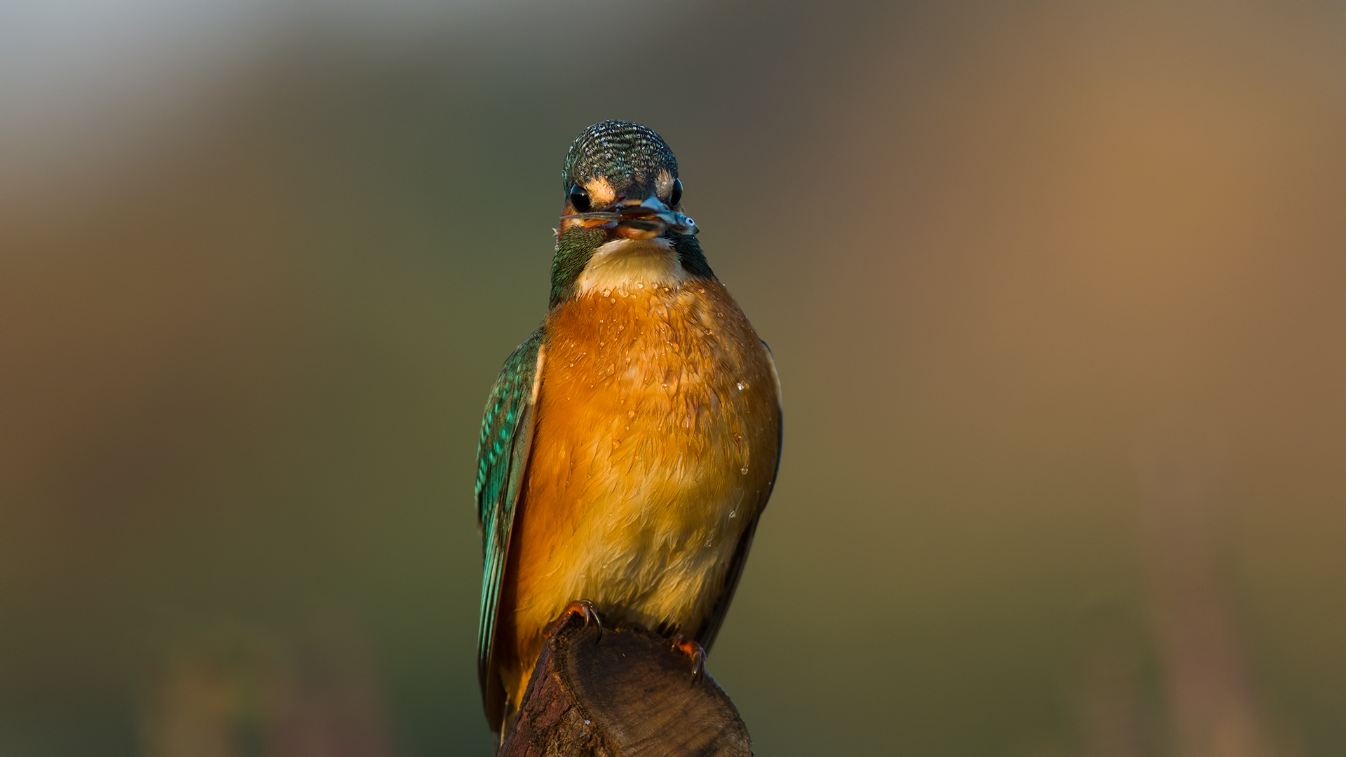 Yalıçapkını » Common Kingfisher » Alcedo atthis