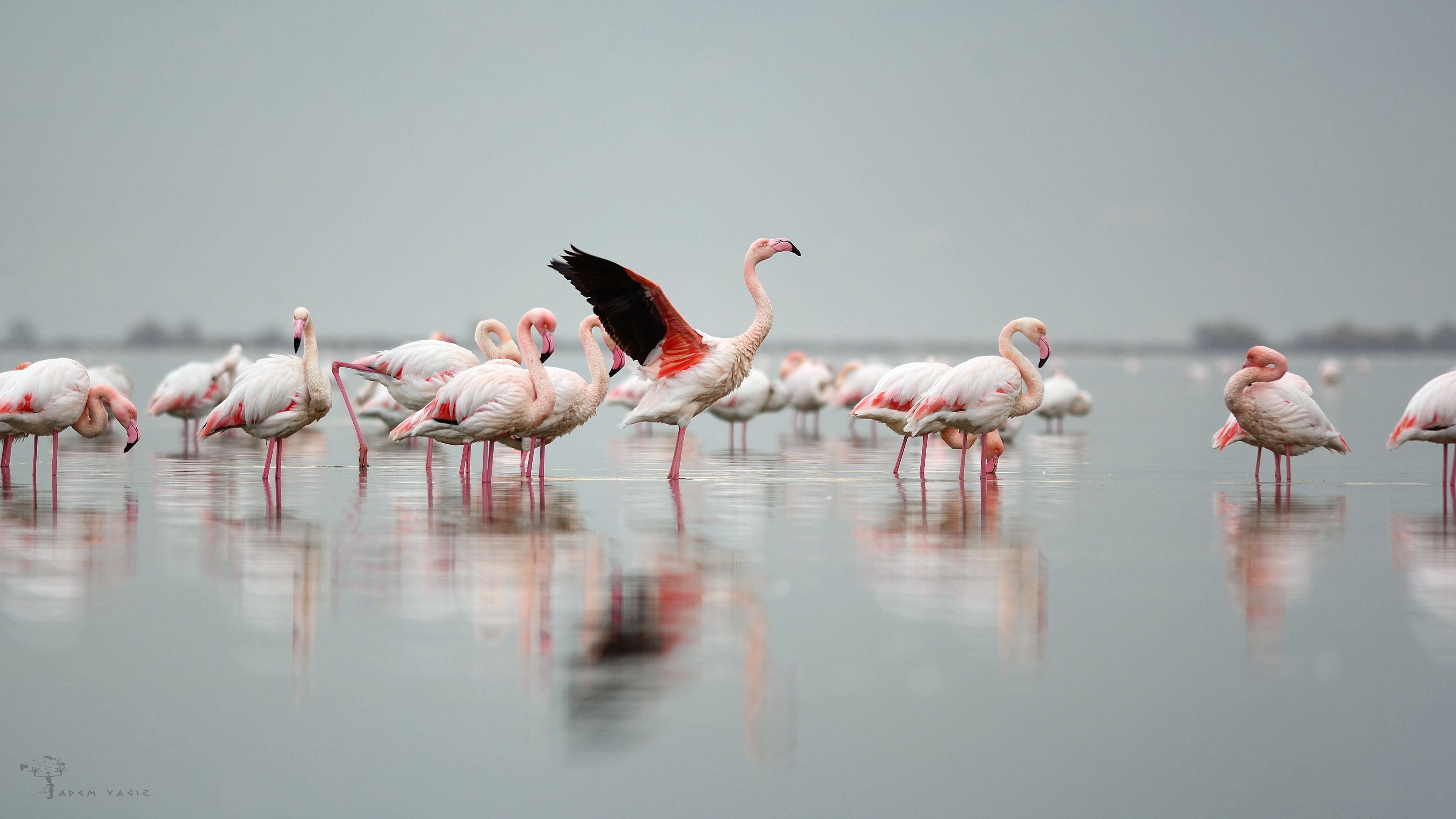 Flamingo