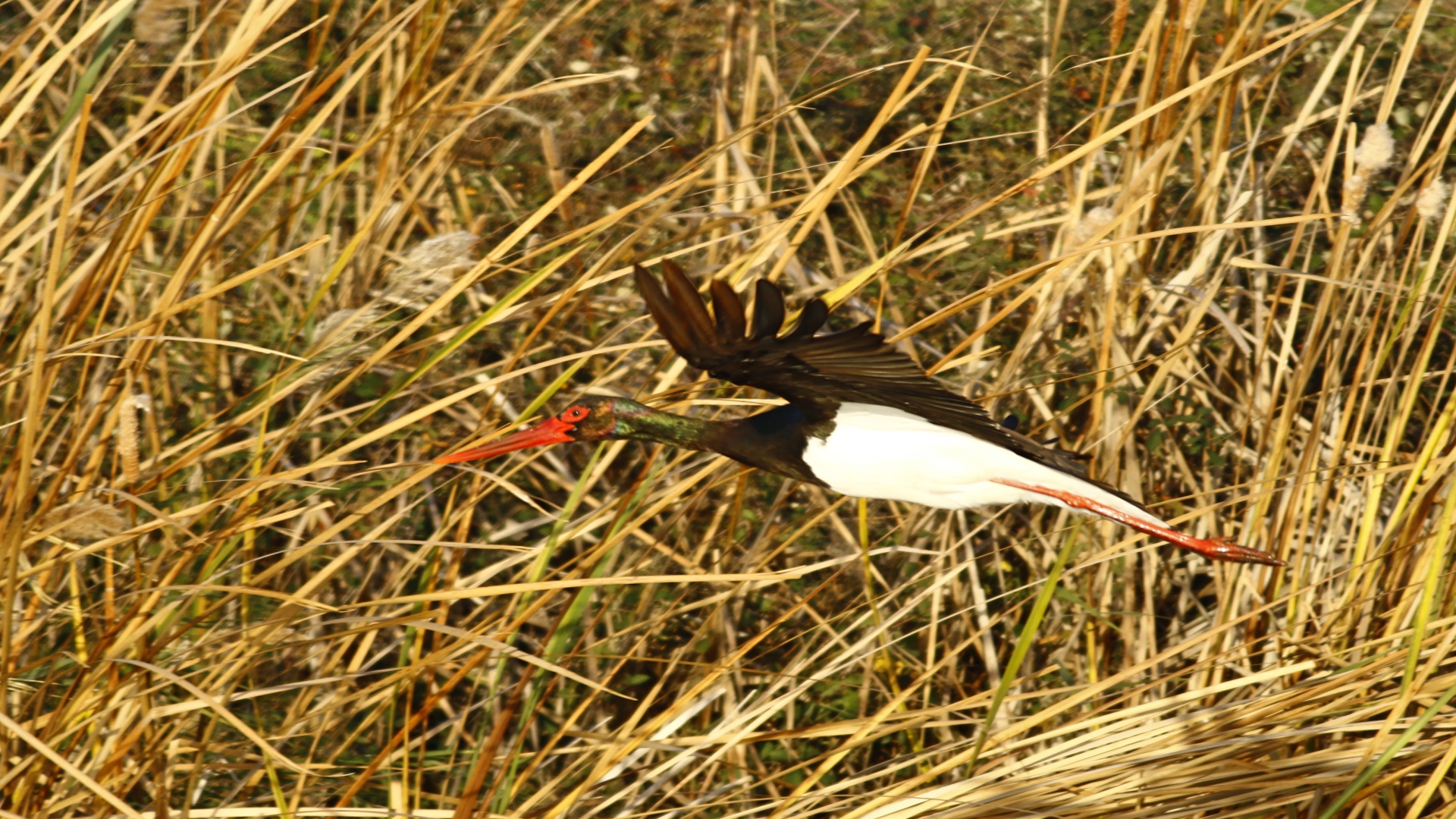 Kara leylek » Black Stork » Ciconia nigra