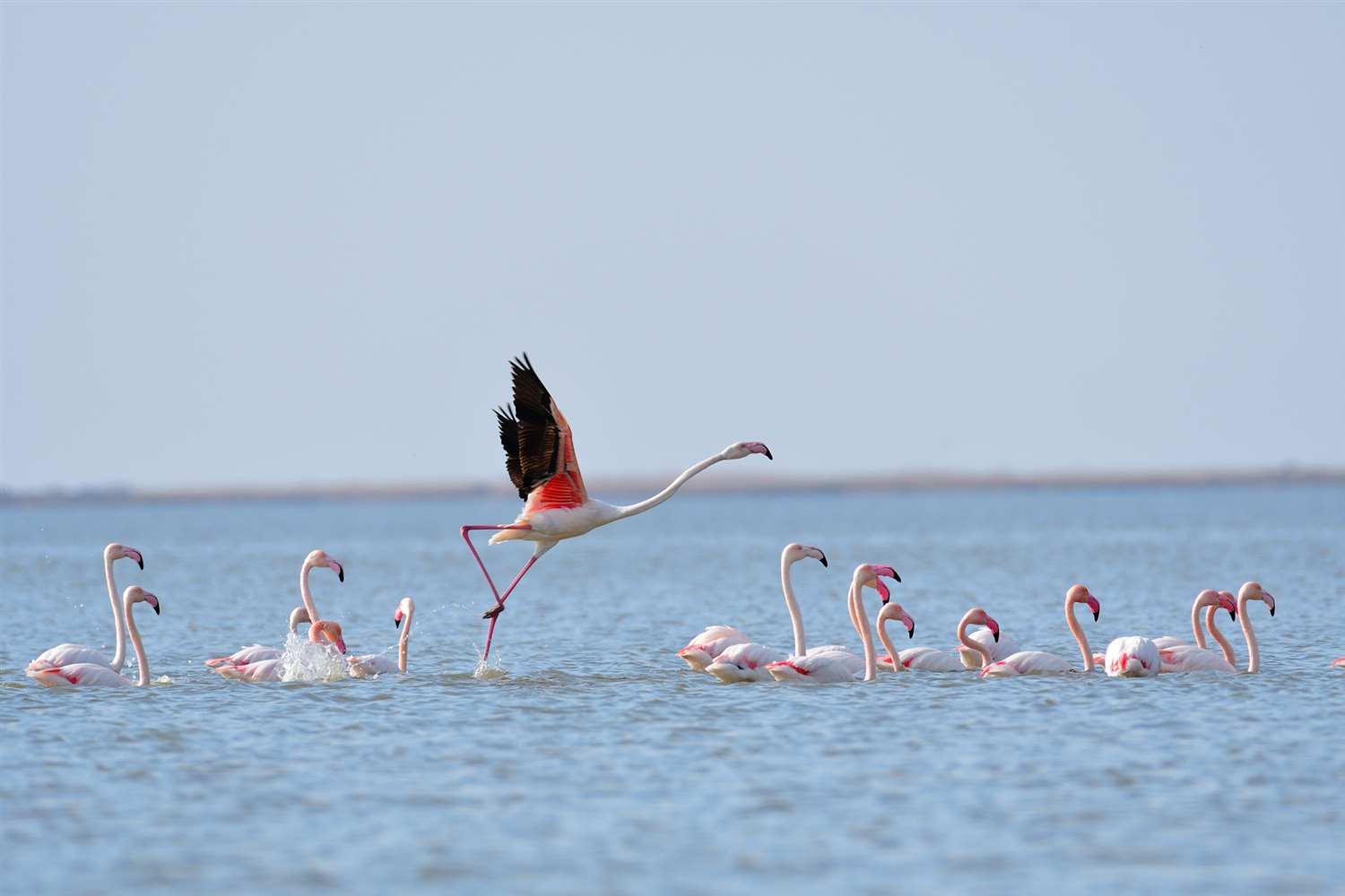Flamingo