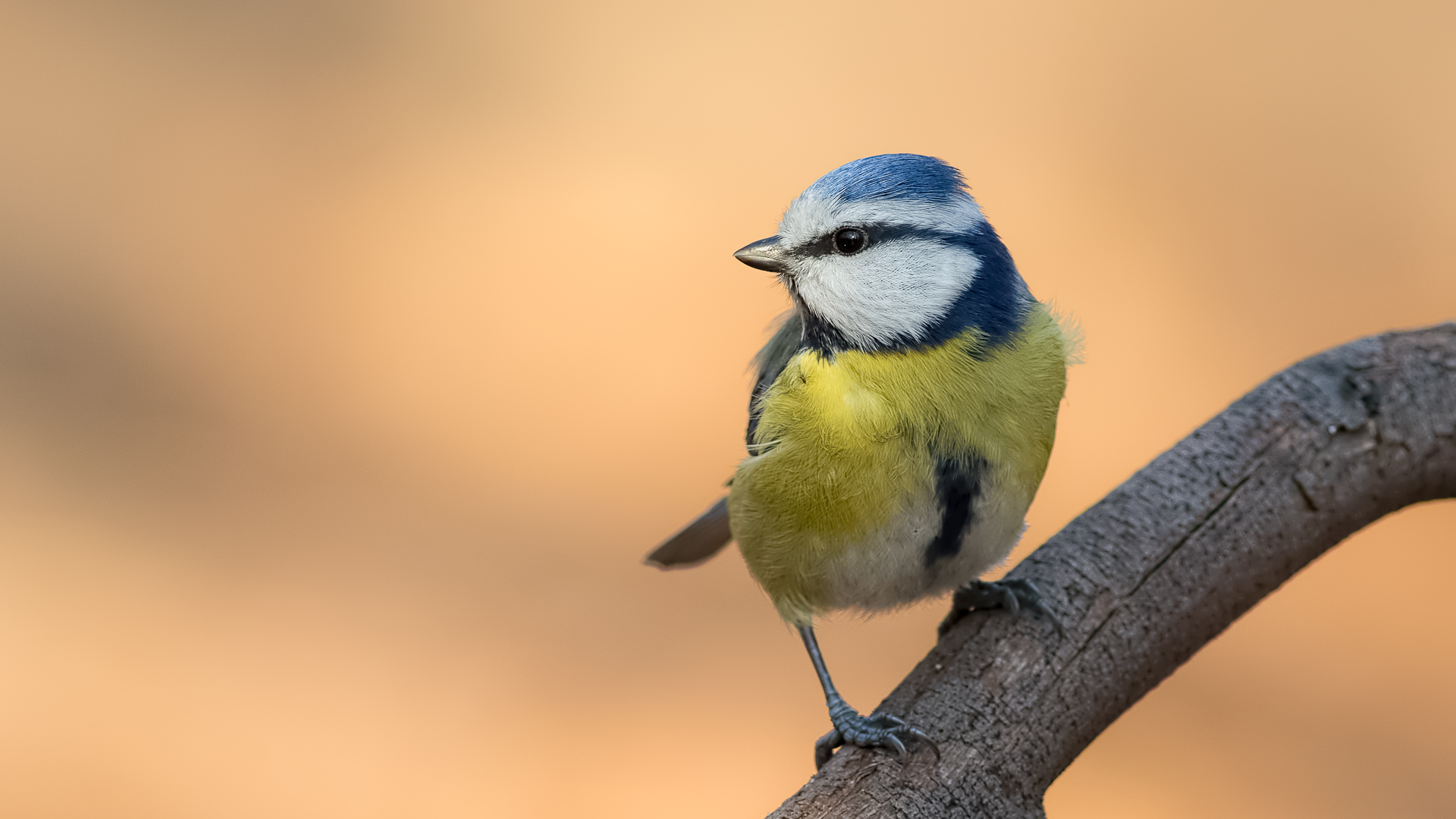 Mavi baştankara » Eurasian Blue Tit » Cyanistes caeruleus