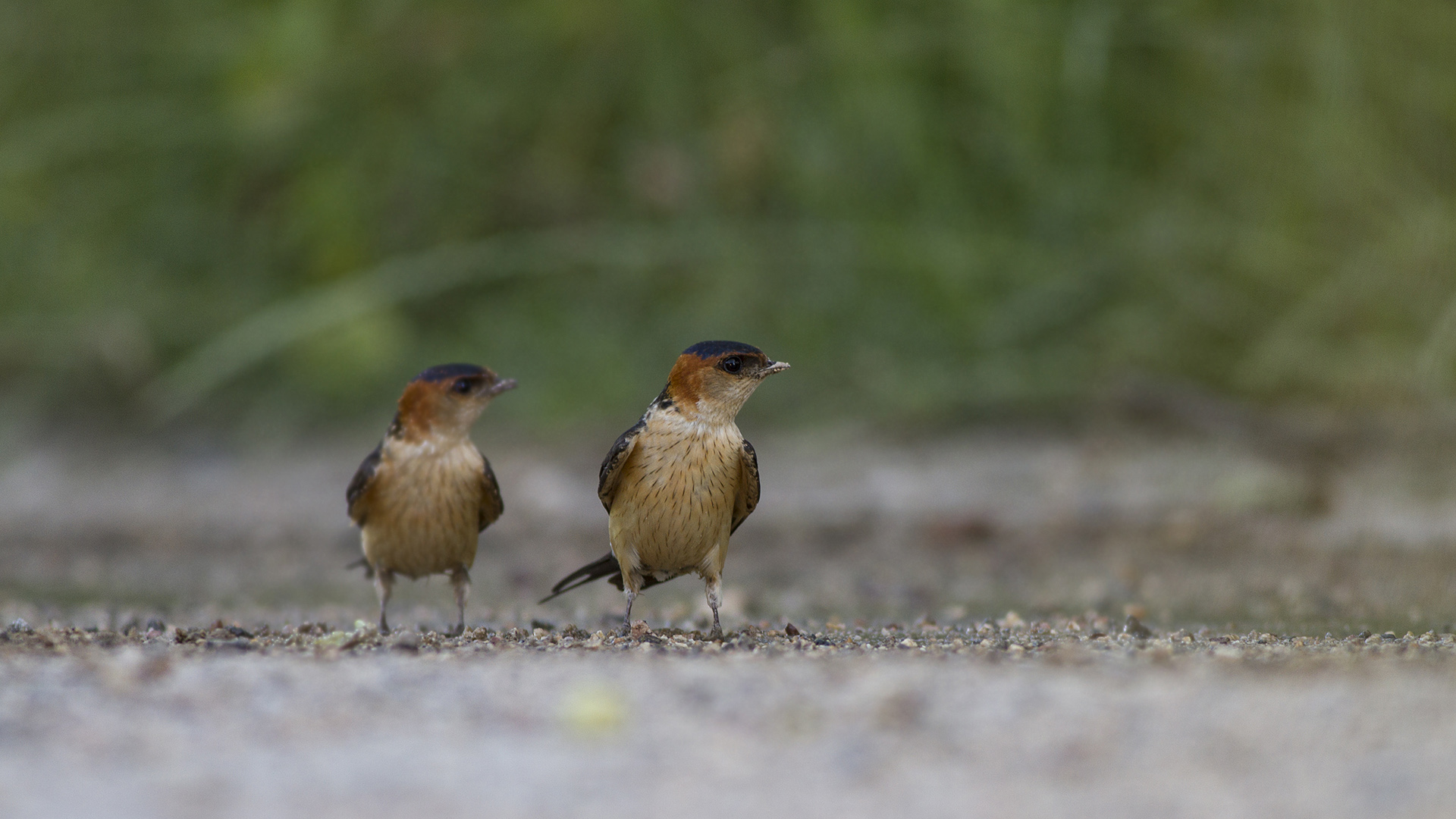 Kızıl kırlangıç » Red-rumped Swallow » Cecropis rufula