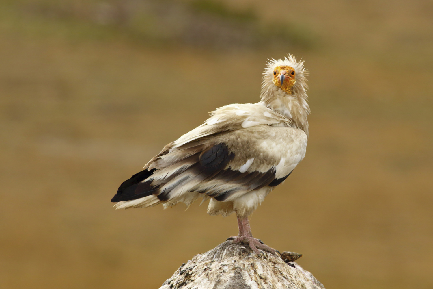 Küçük akbaba