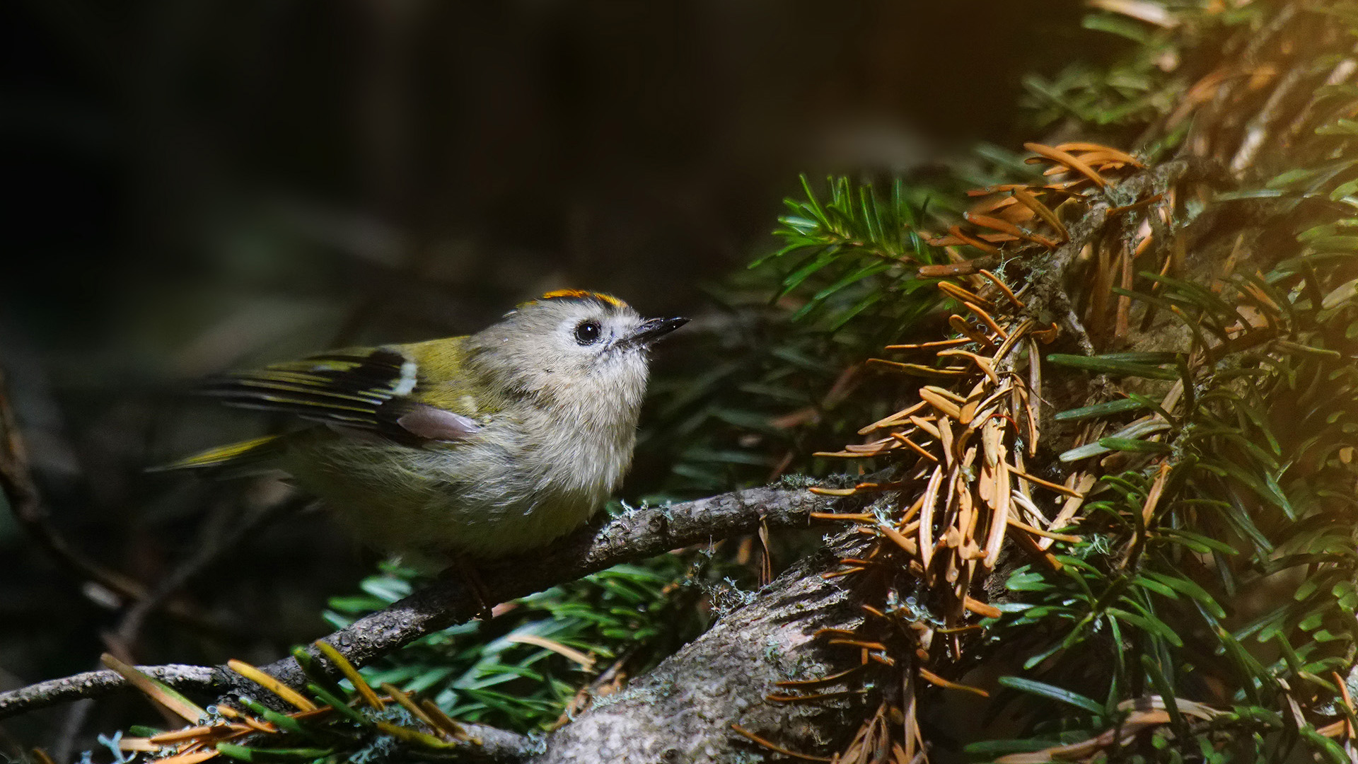 Çalıkuşu » Goldcrest » Regulus regulus 