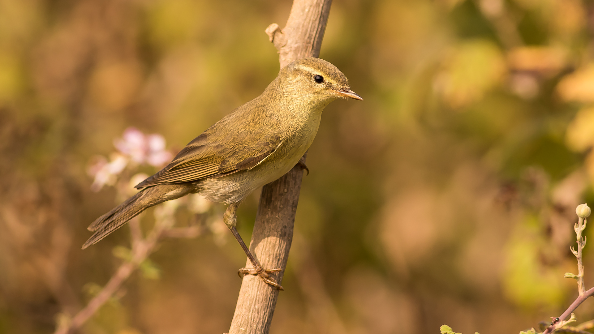 Söğütbülbülü » Willow Warbler » Phylloscopus trochilus