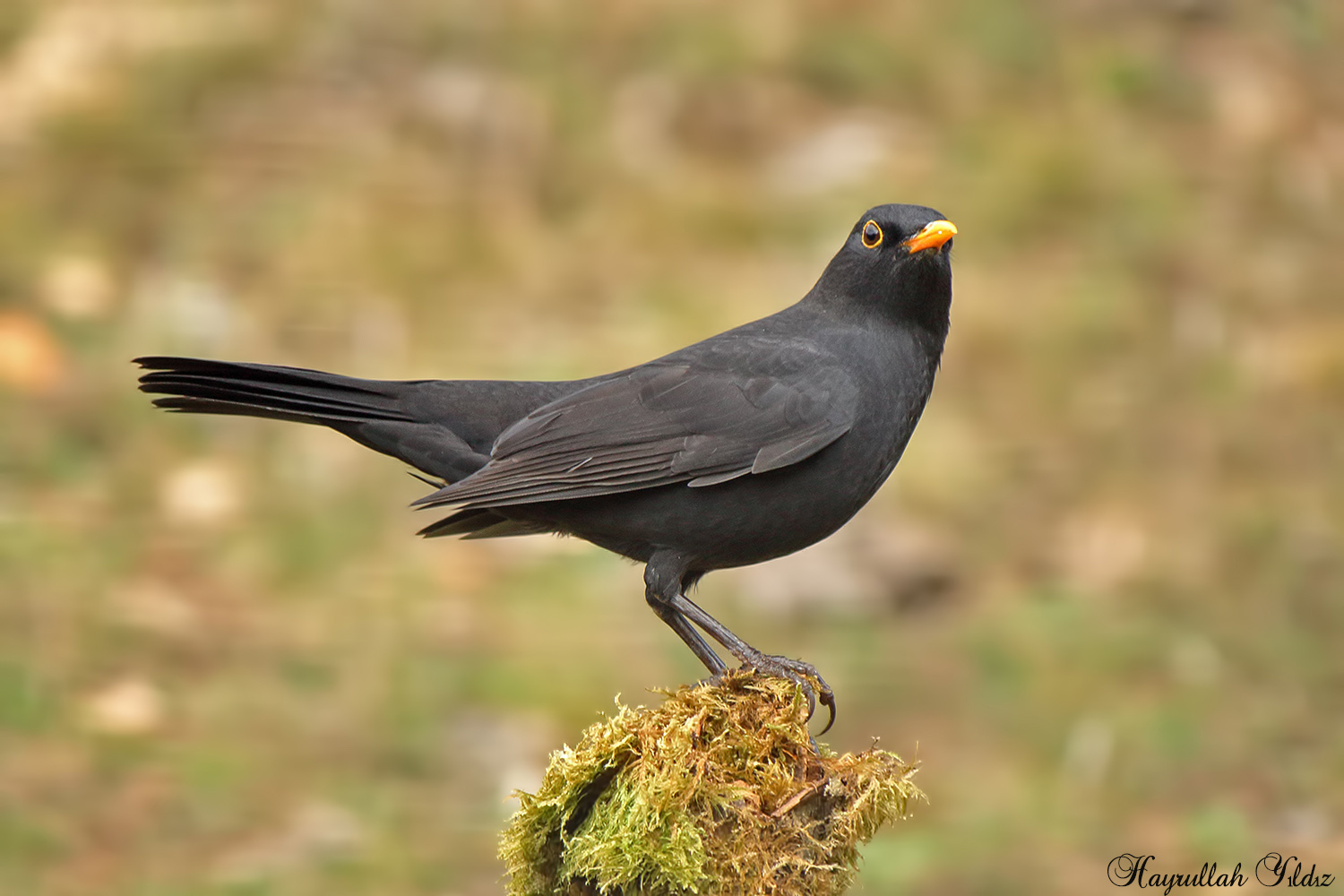 Karatavuk
