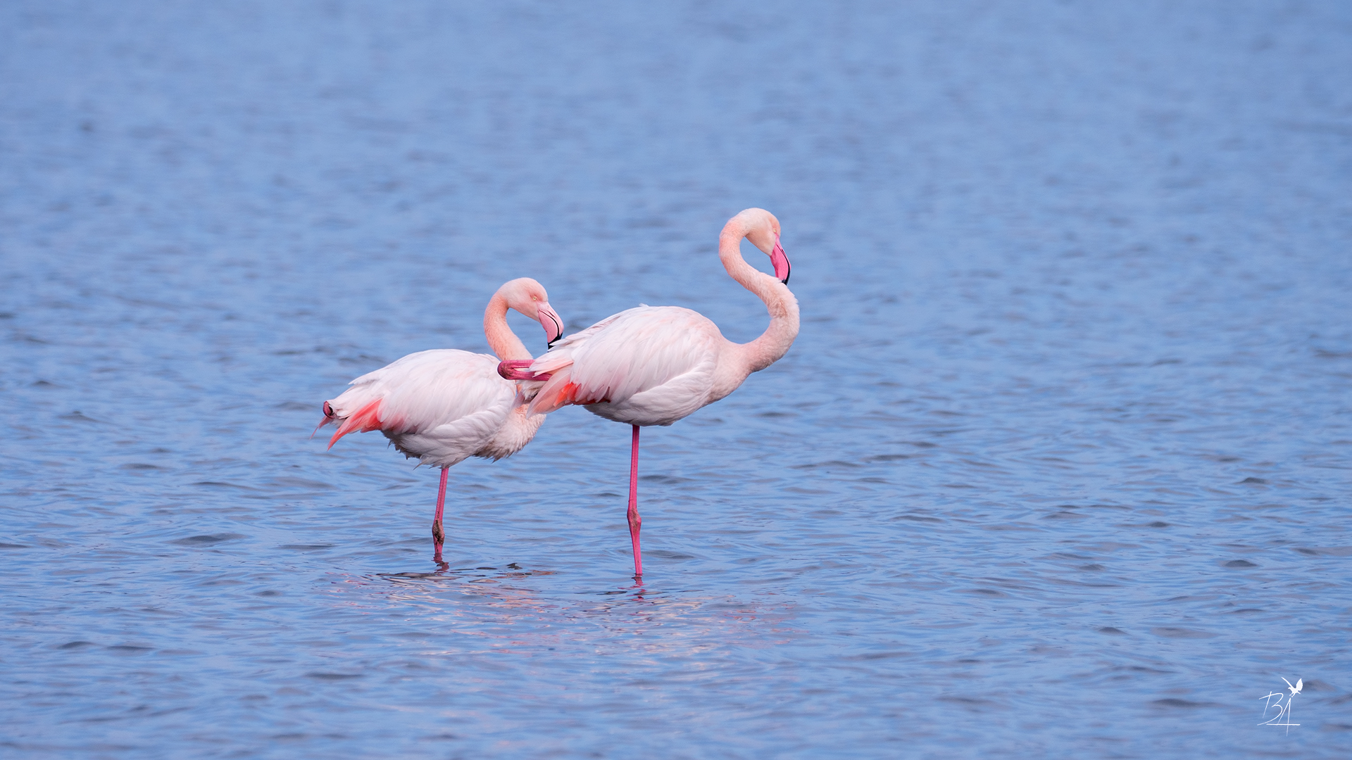 Flamingo