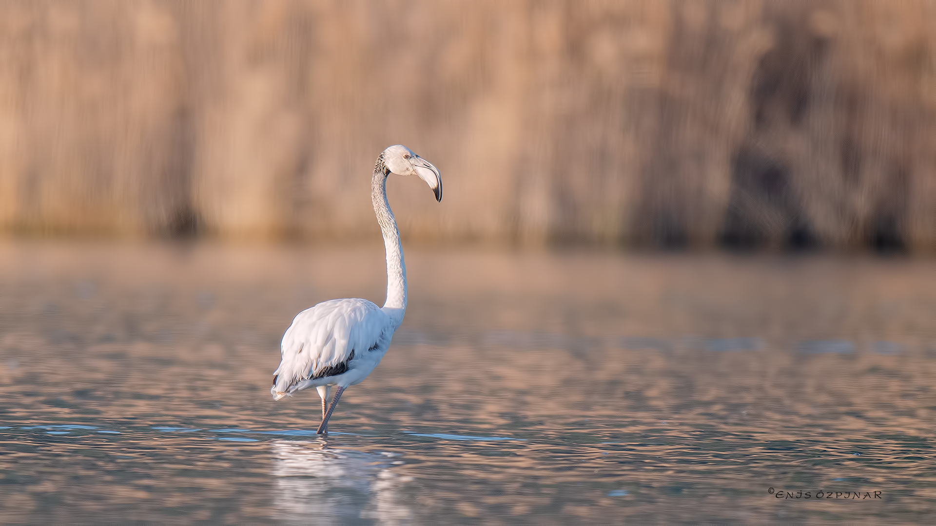 Flamingo