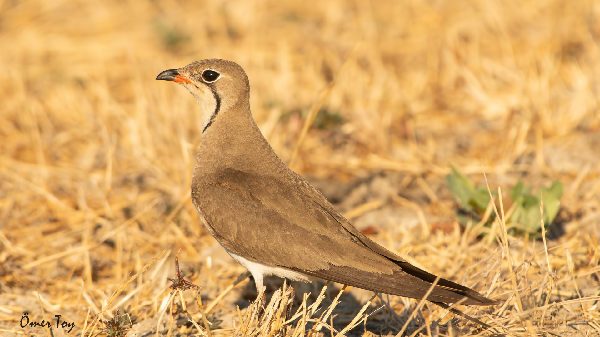 Bataklıkkırlangıcı » Collared Pratincole » Glareola pratincola