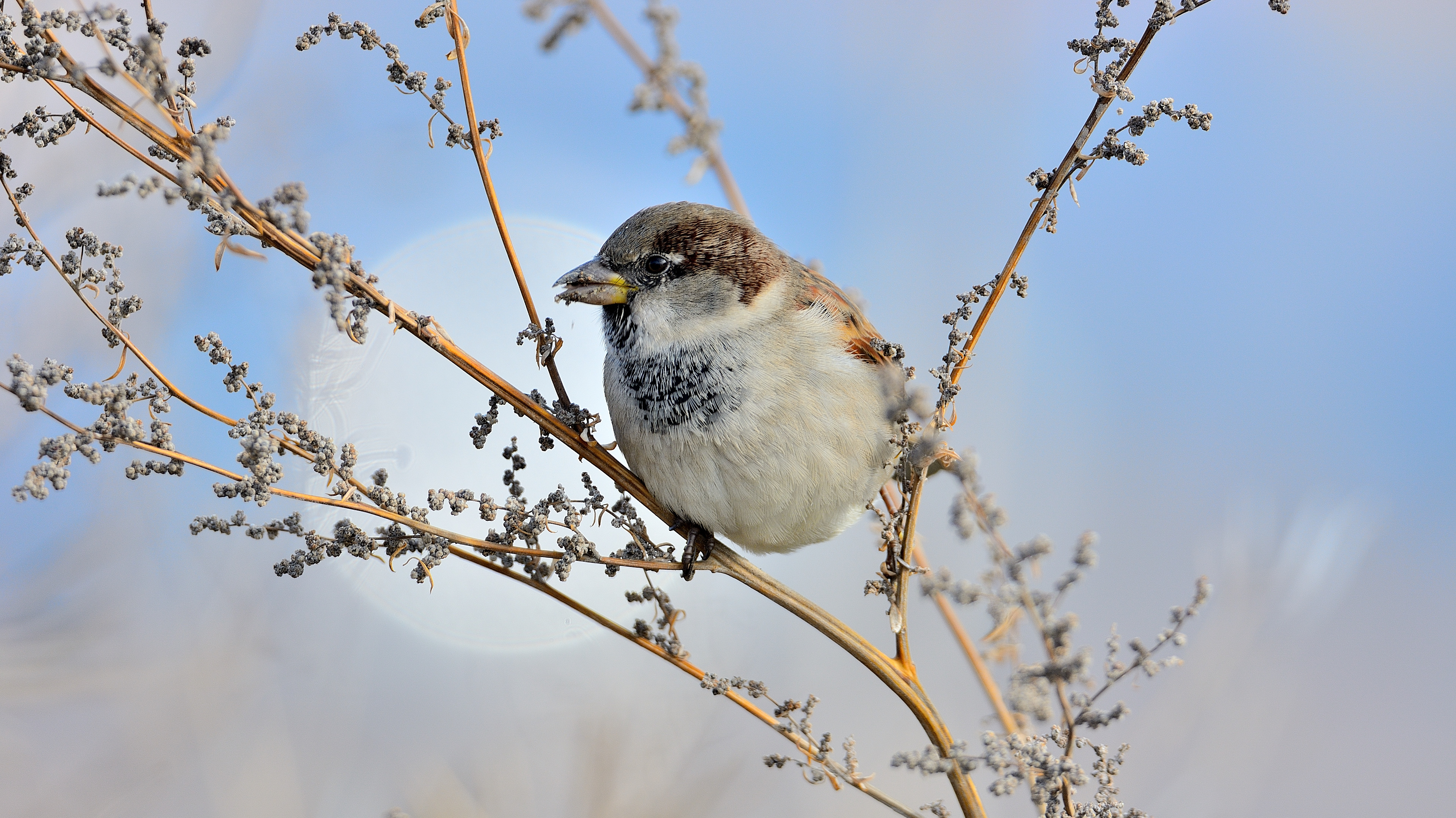 Serçe » House Sparrow » Passer domesticus