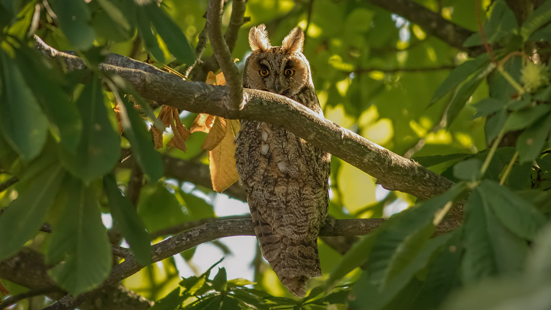 Kulaklı orman baykuşu » Long-eared Owl » Asio otus