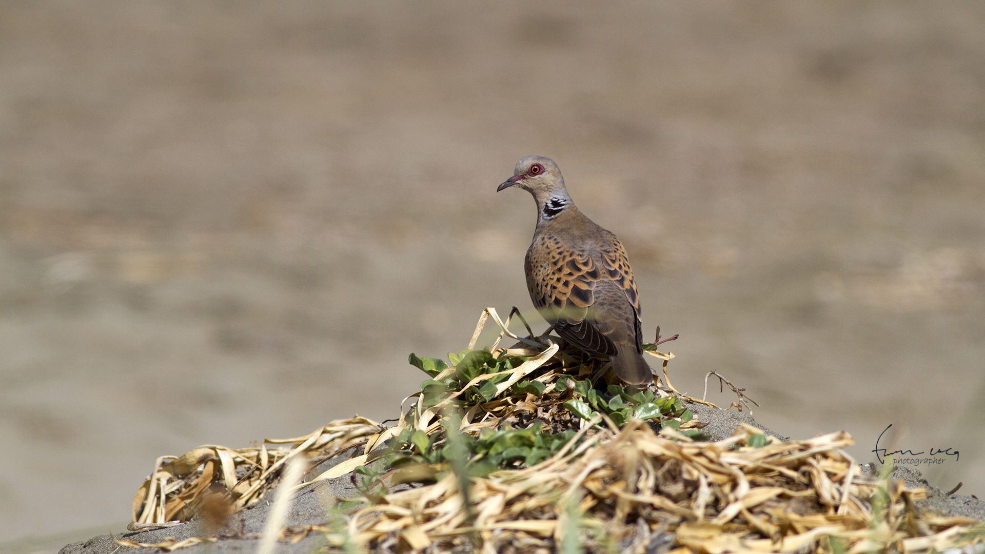 Üveyik » European Turtle Dove » Streptopelia turtur