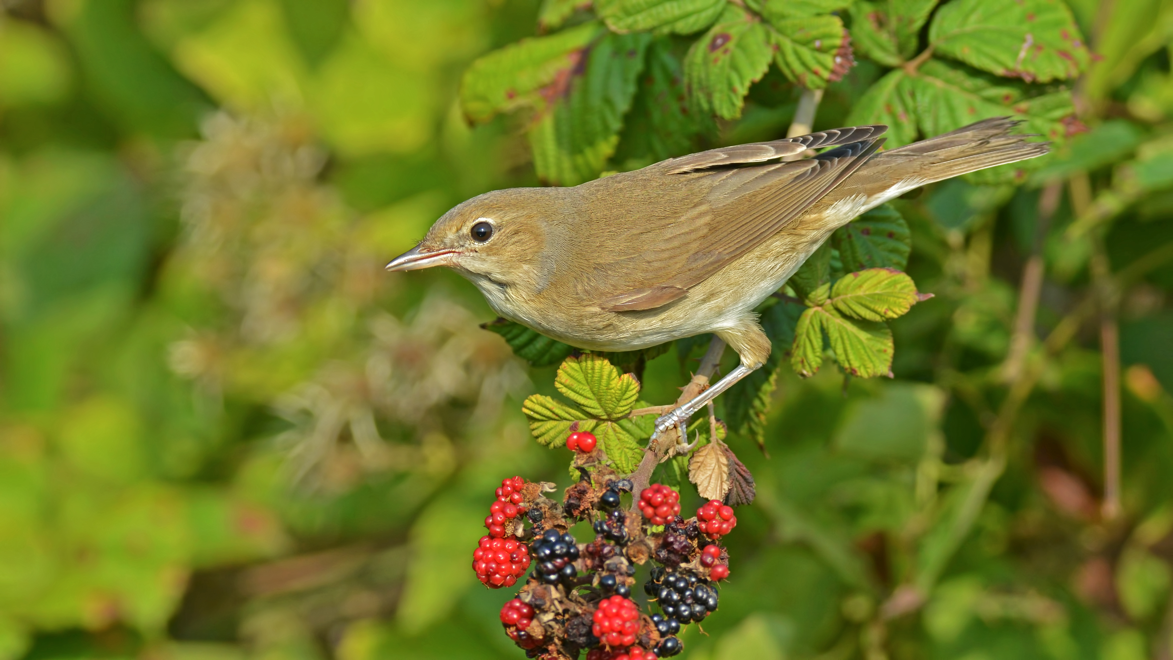 Boz ötleğen » Garden Warbler » Sylvia borin