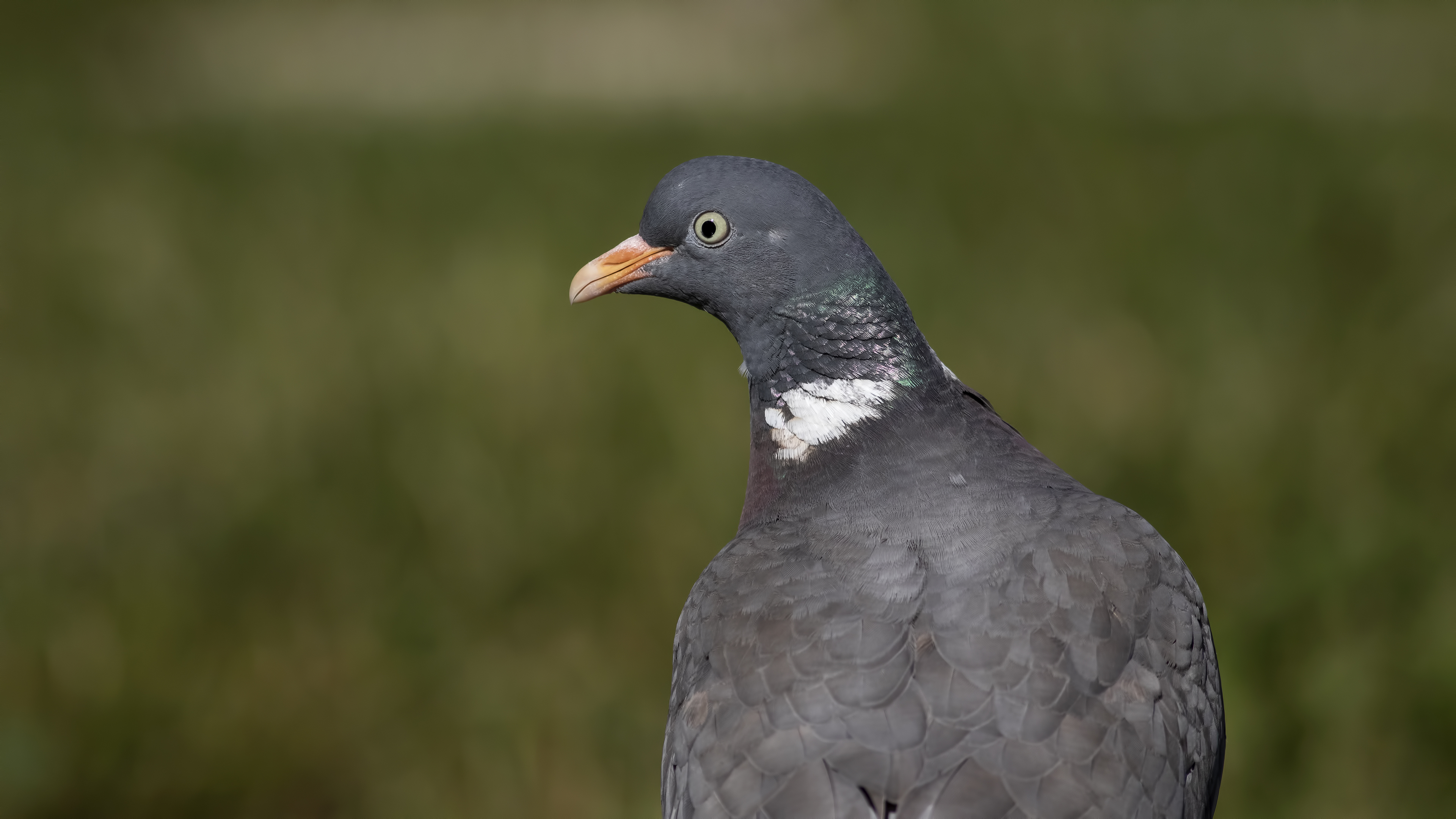 Tahtalı » Common Wood Pigeon » Columba palumbus