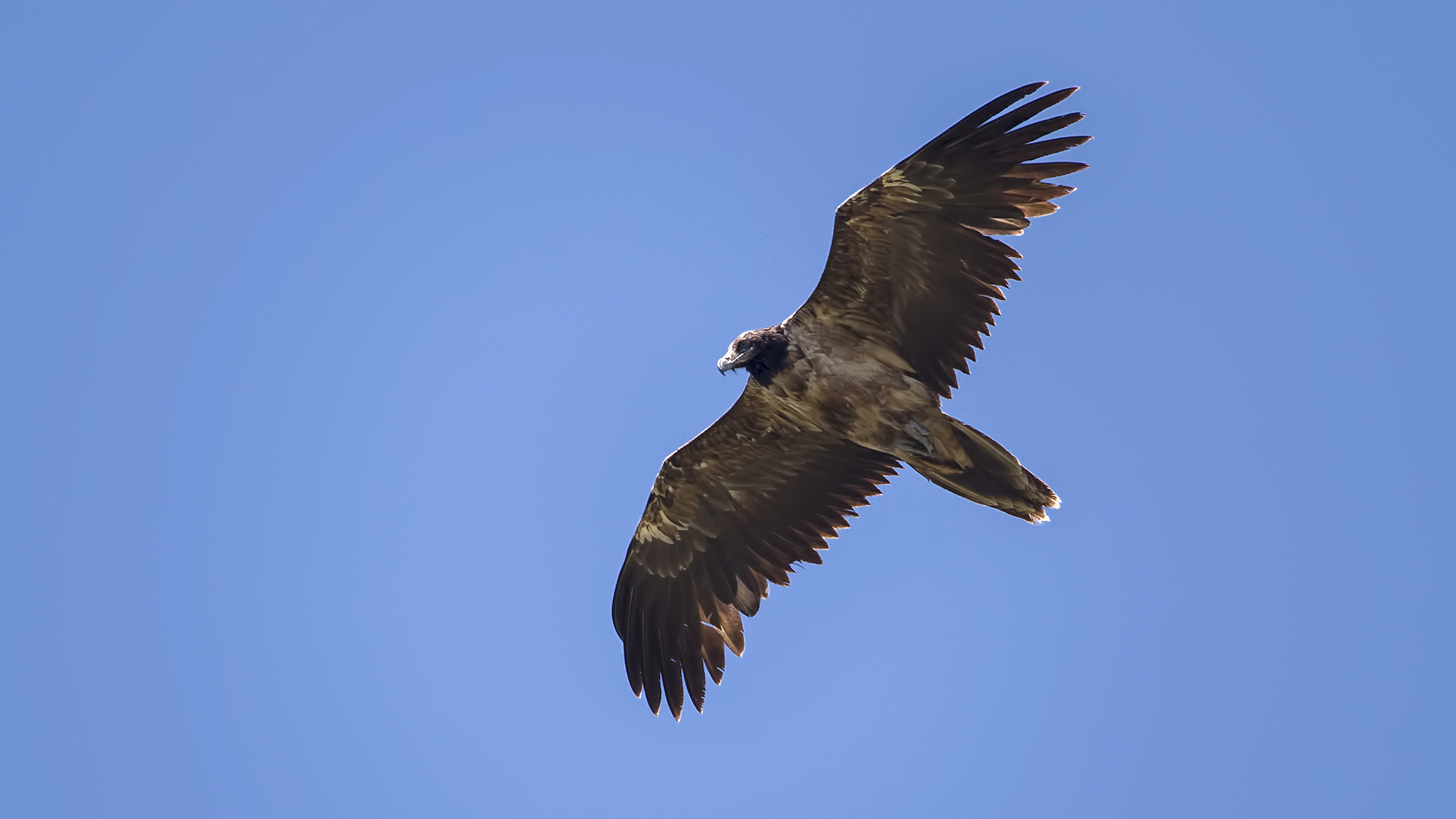 Sakallı akbaba » Bearded Vulture » Gypaetus barbatus