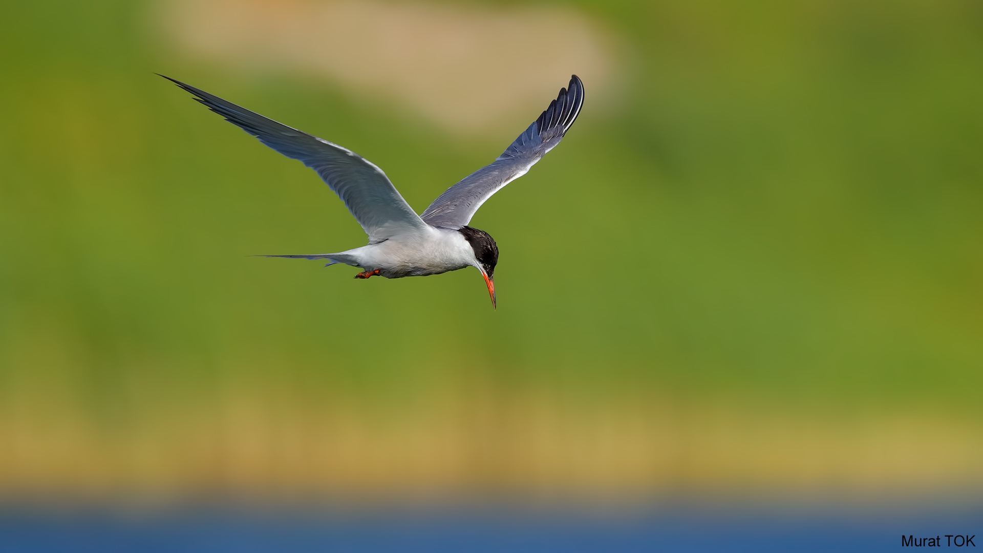 Sumru » Common Tern » Sterna hirundo