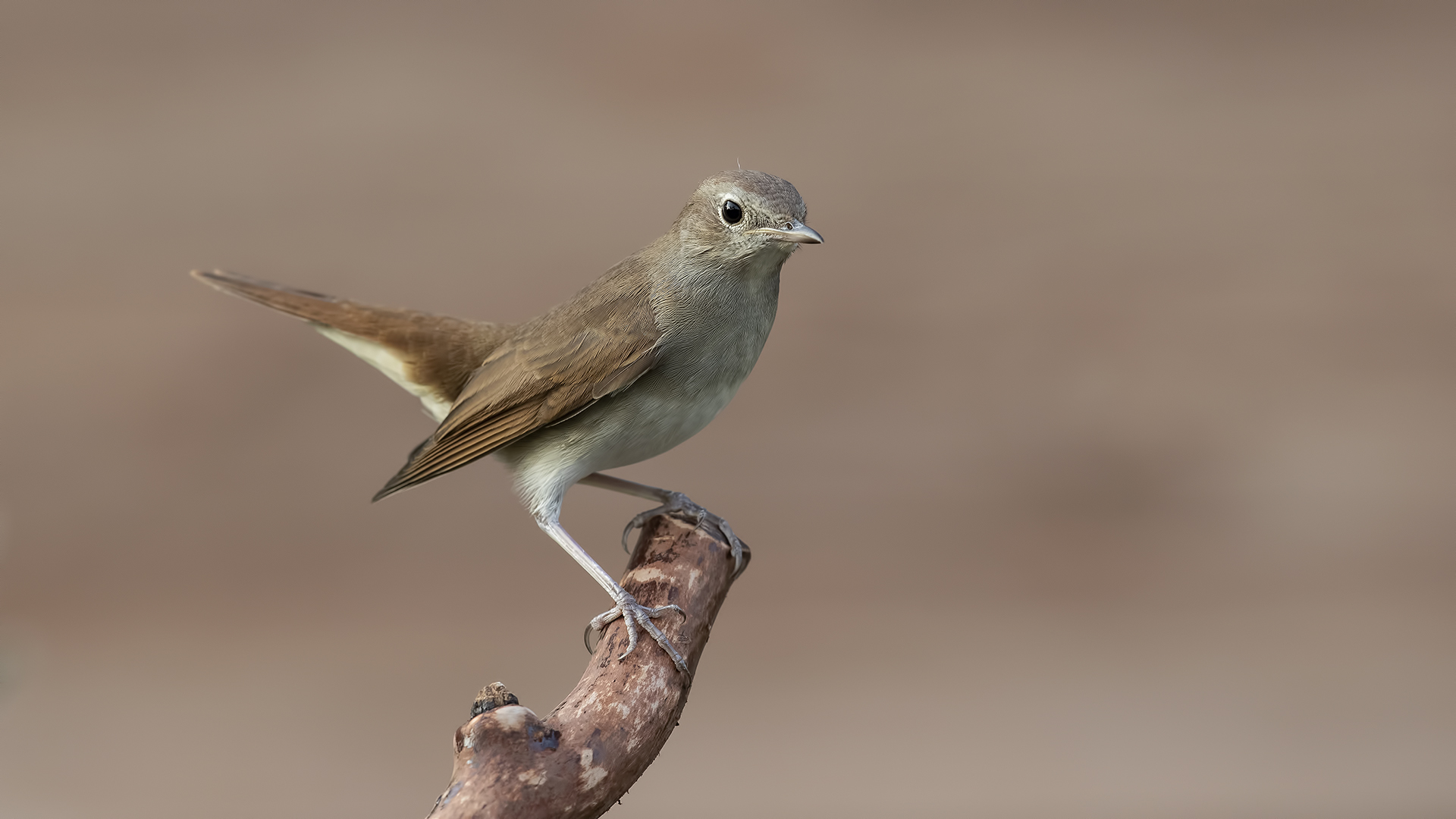 Benekli bülbül » Thrush Nightingale » Luscinia luscinia