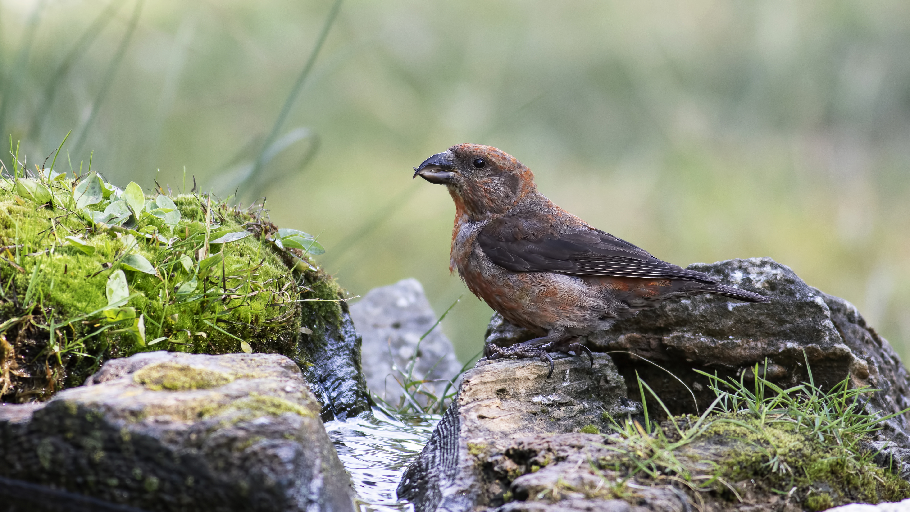 Çaprazgaga » Red Crossbill » Loxia curvirostra