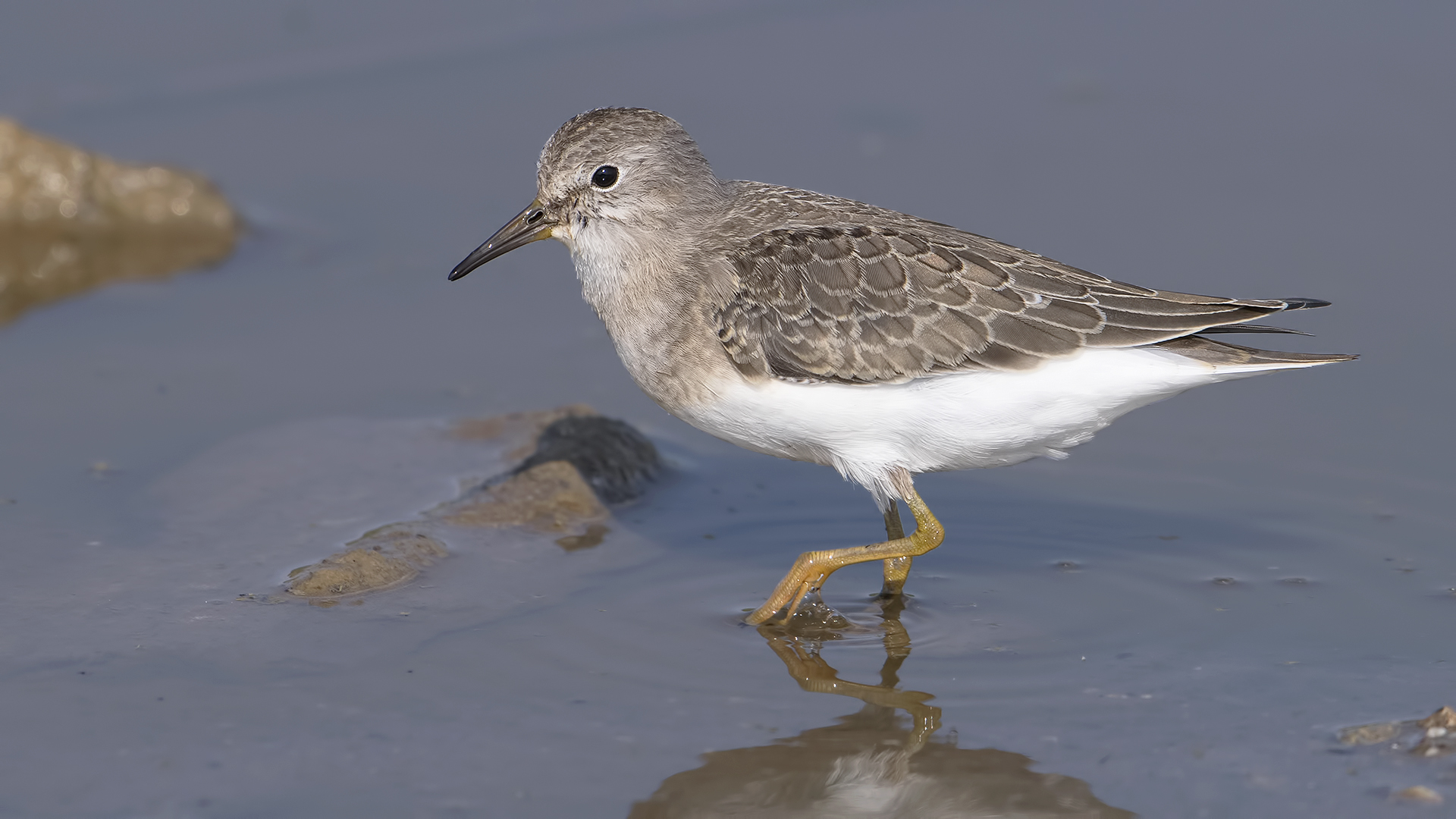 Sarıbacaklı kumkuşu » Temminck`s Stint » Calidris temminckii