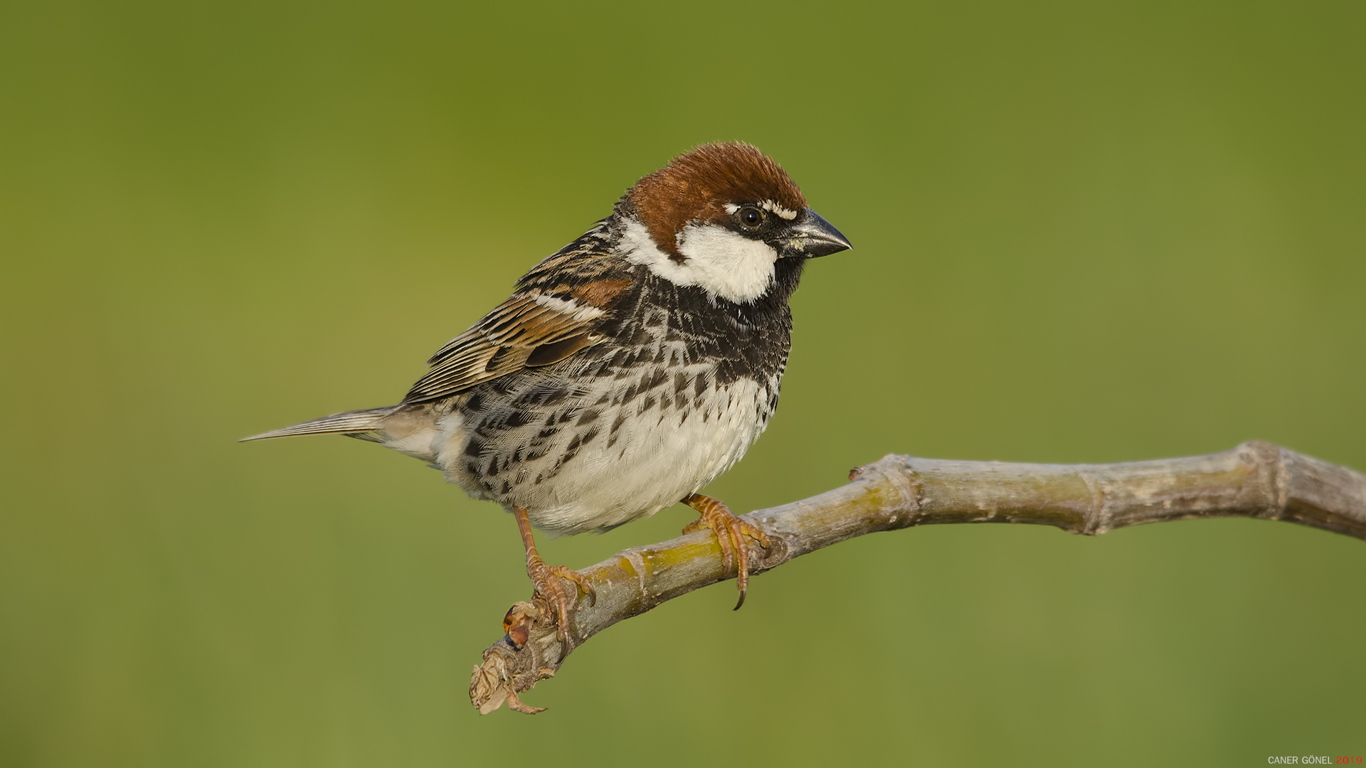 Söğüt serçesi » Spanish Sparrow » Passer hispaniolensis