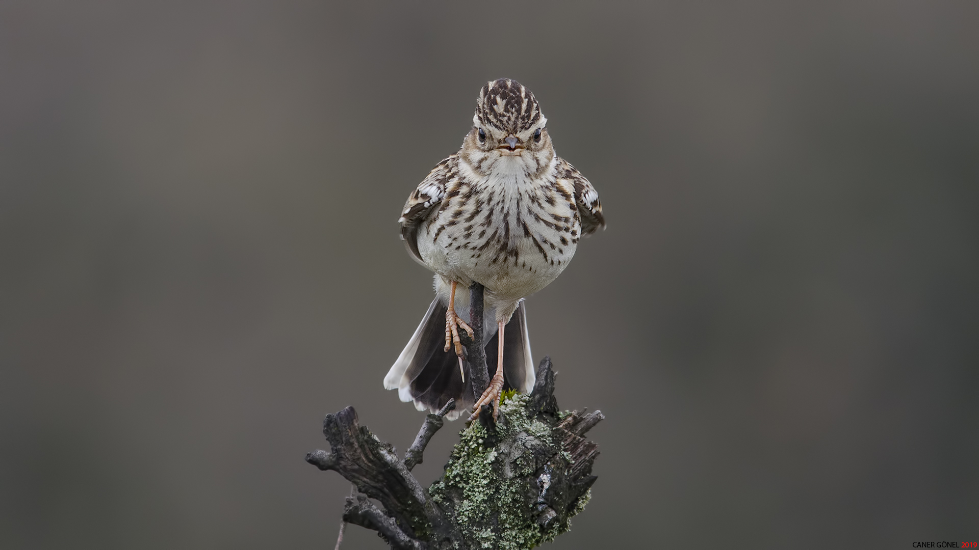 Orman toygarı » Woodlark » Lullula arborea