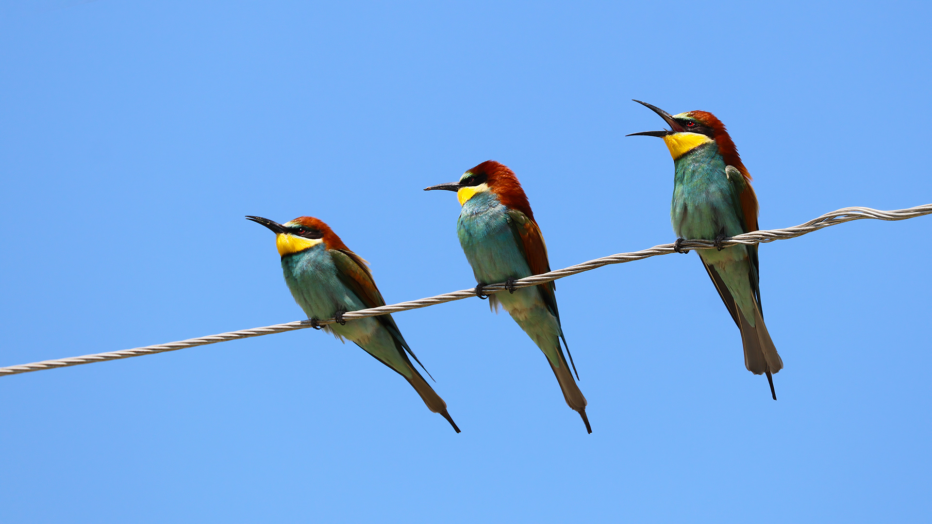Arıkuşu » European Bee-eater » Merops apiaster