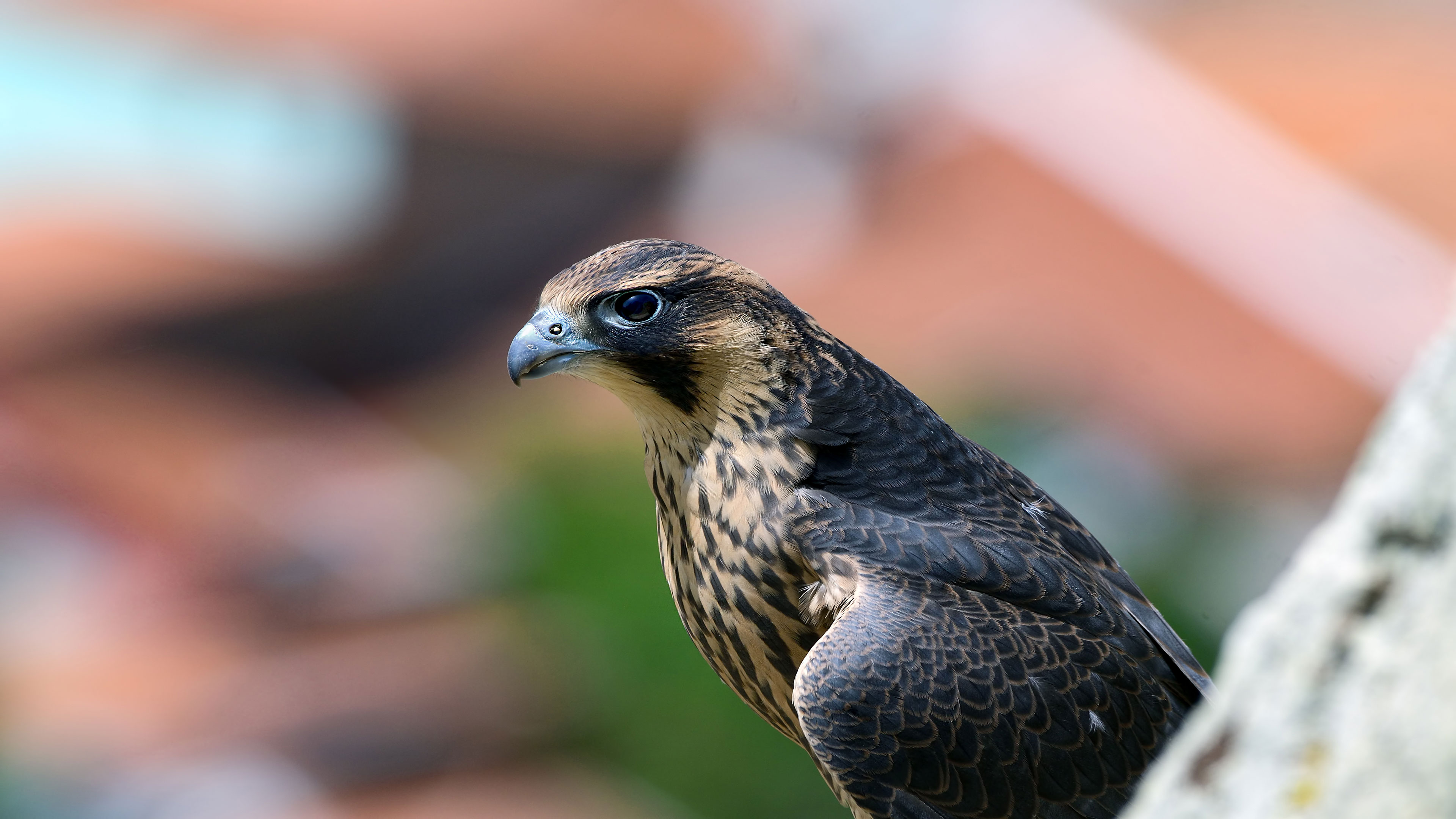 Gök doğan » Peregrine Falcon » Falco peregrinus