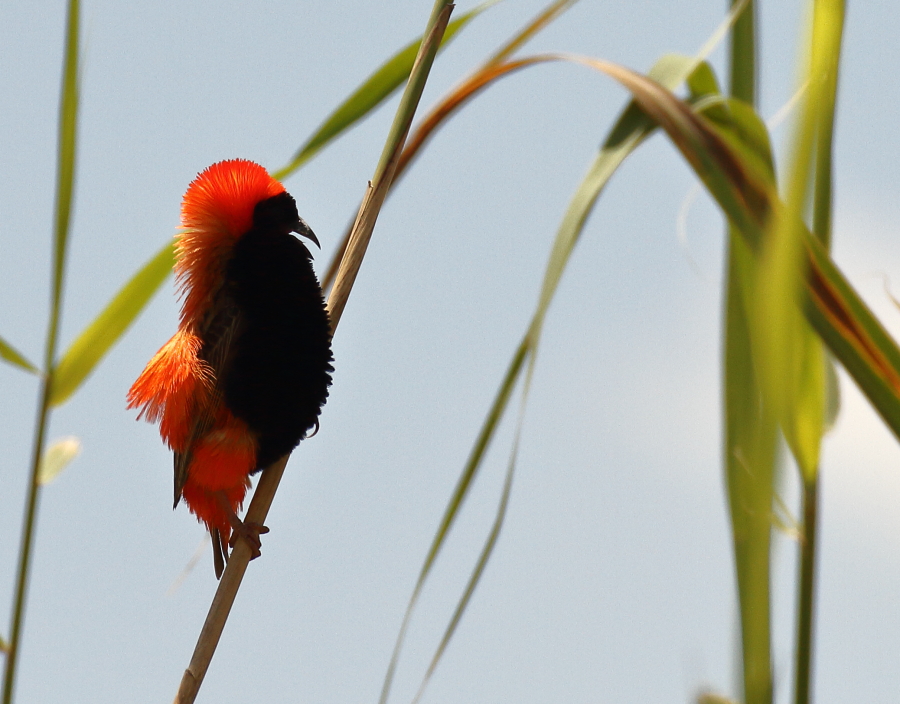 Tanımsız