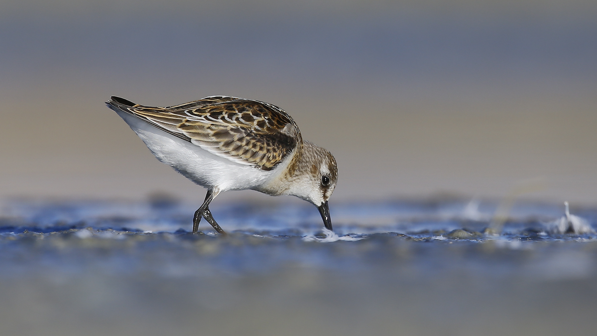 Küçük kumkuşu » Little Stint » Calidris minuta
