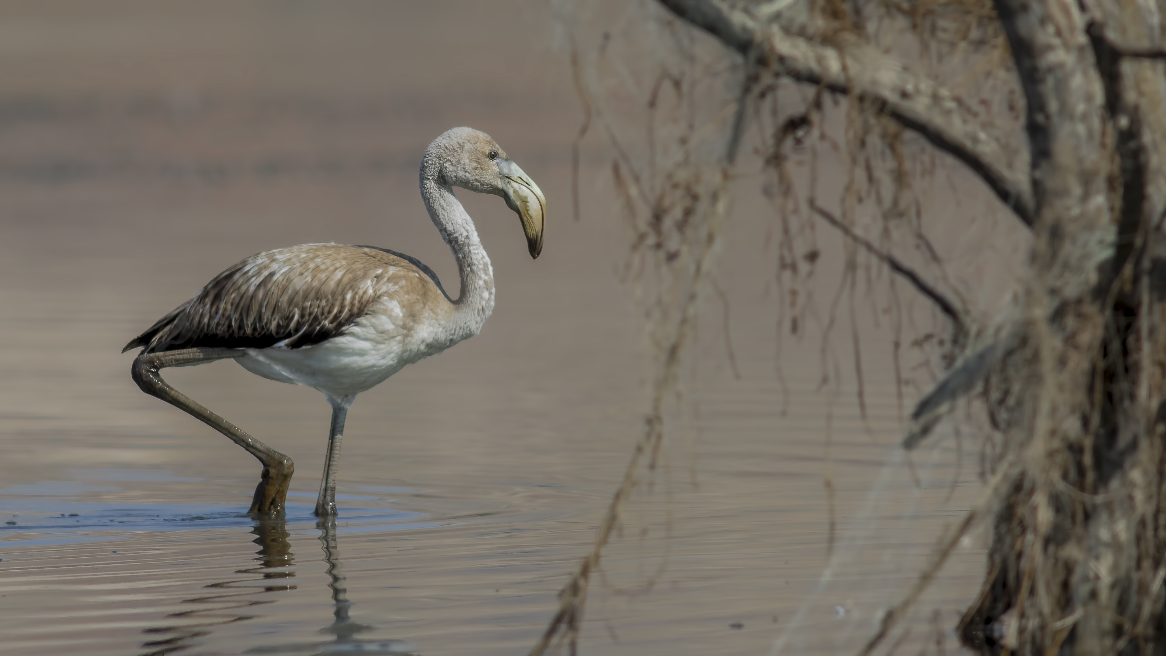Flamingo