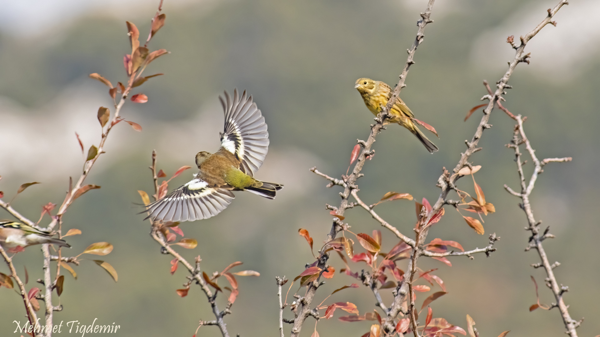 İspinoz