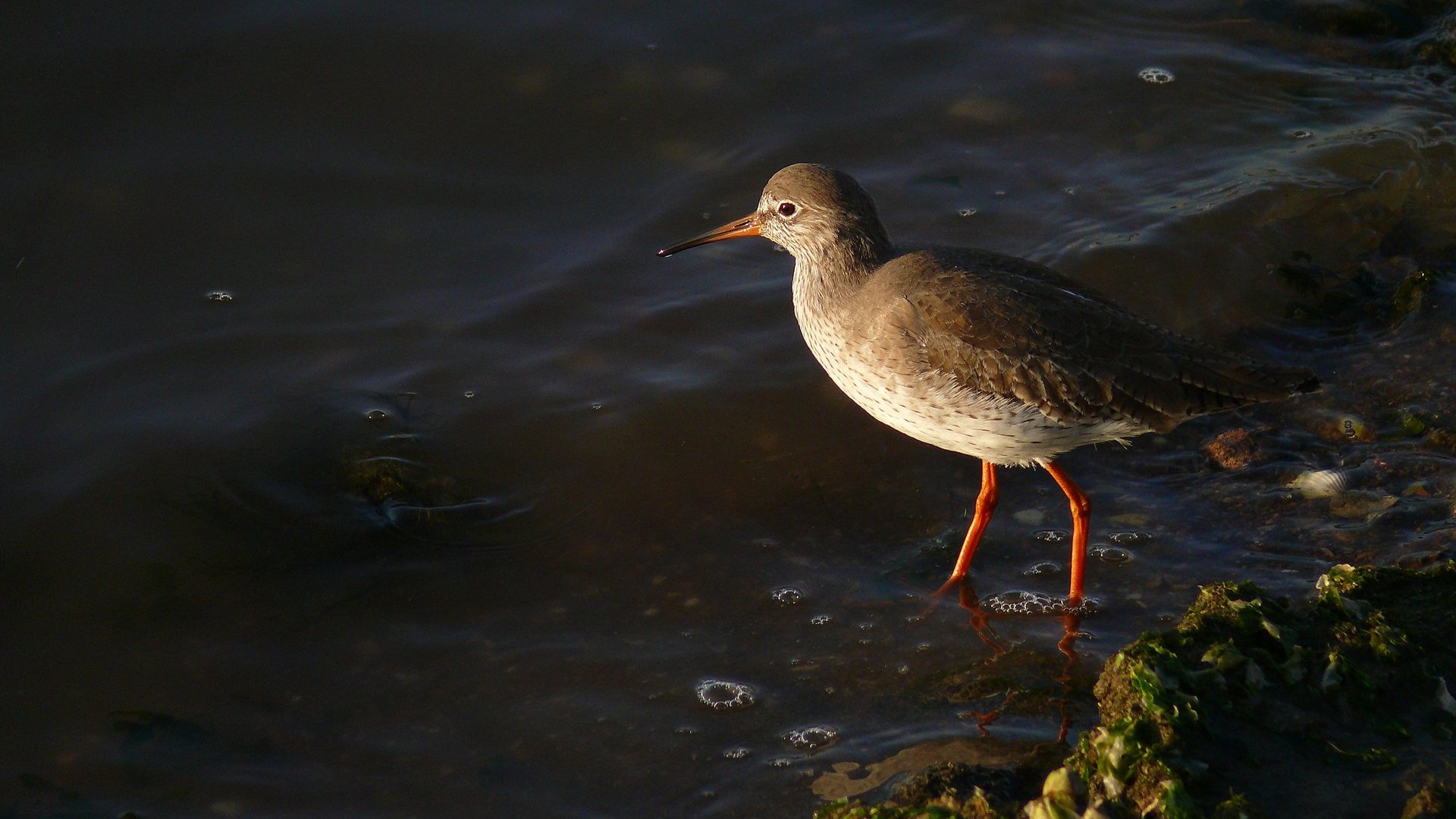 Kızılbacak