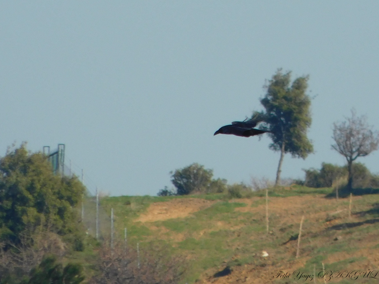 Kuzgun