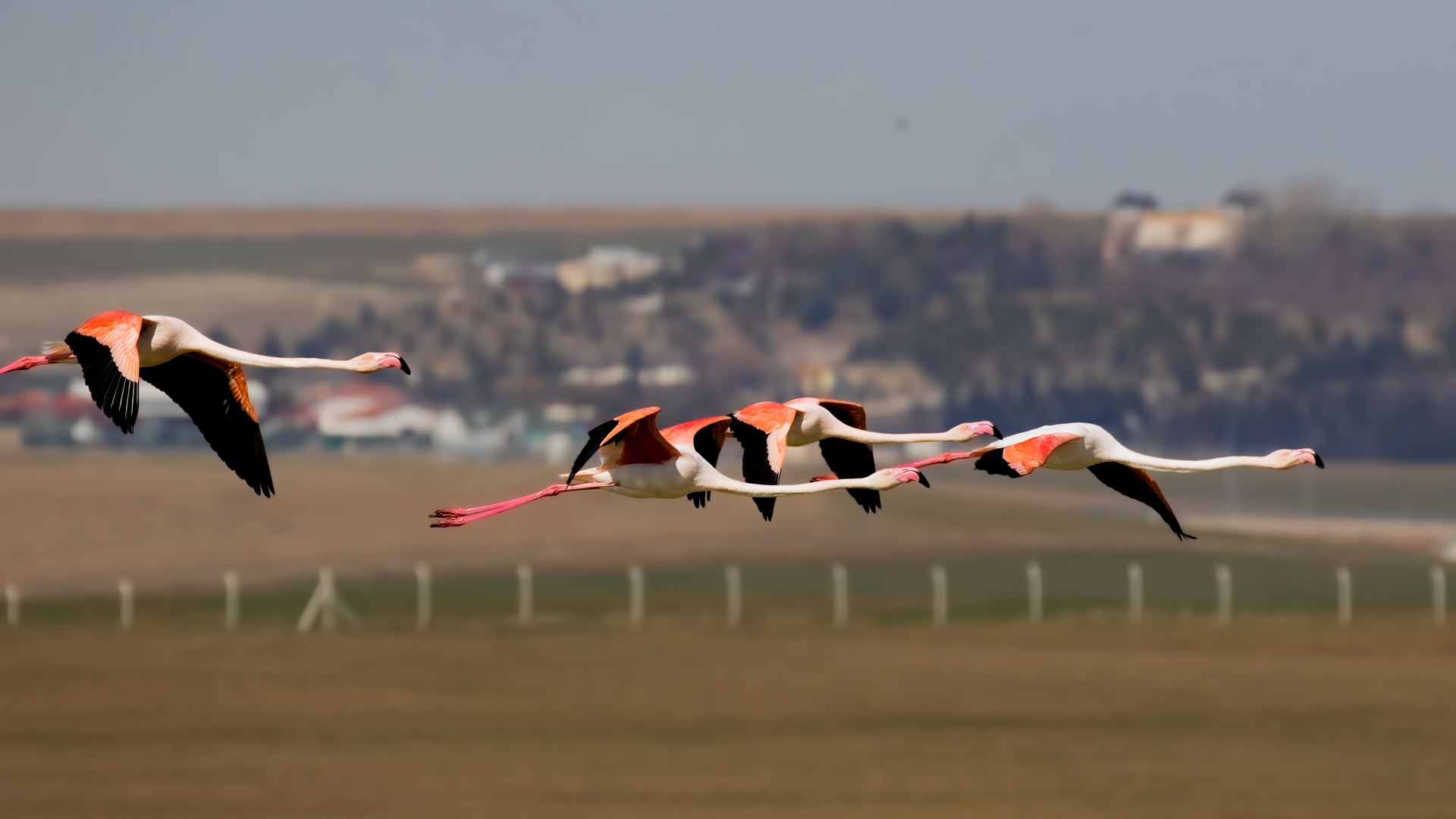 Flamingo