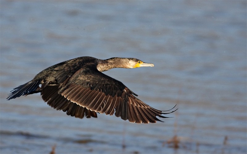 Karabatak