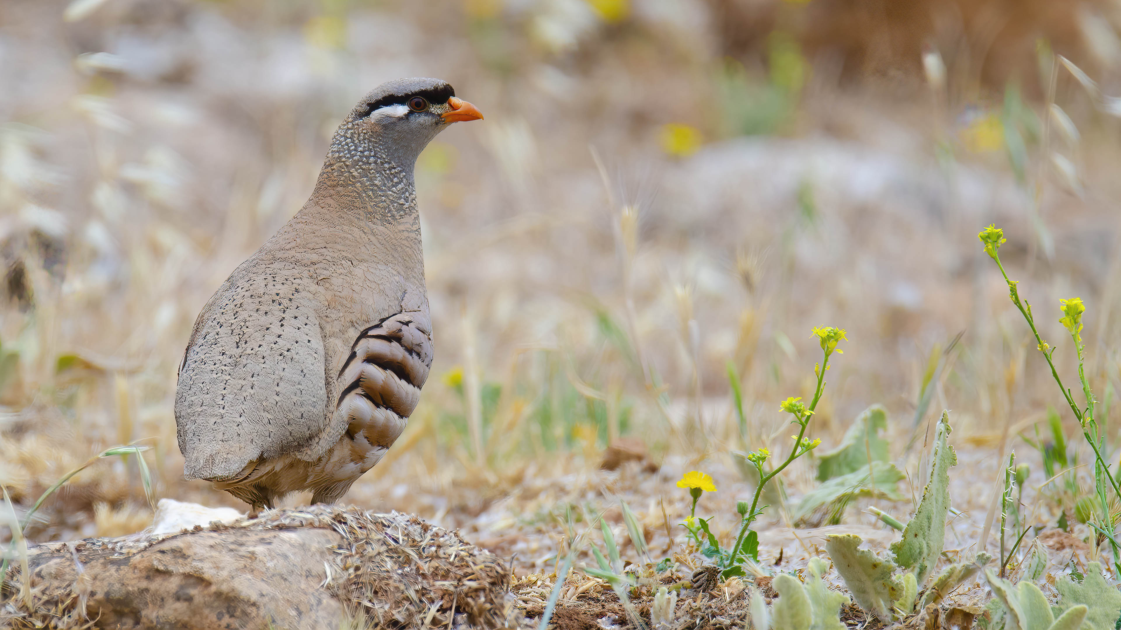 Kum kekliği