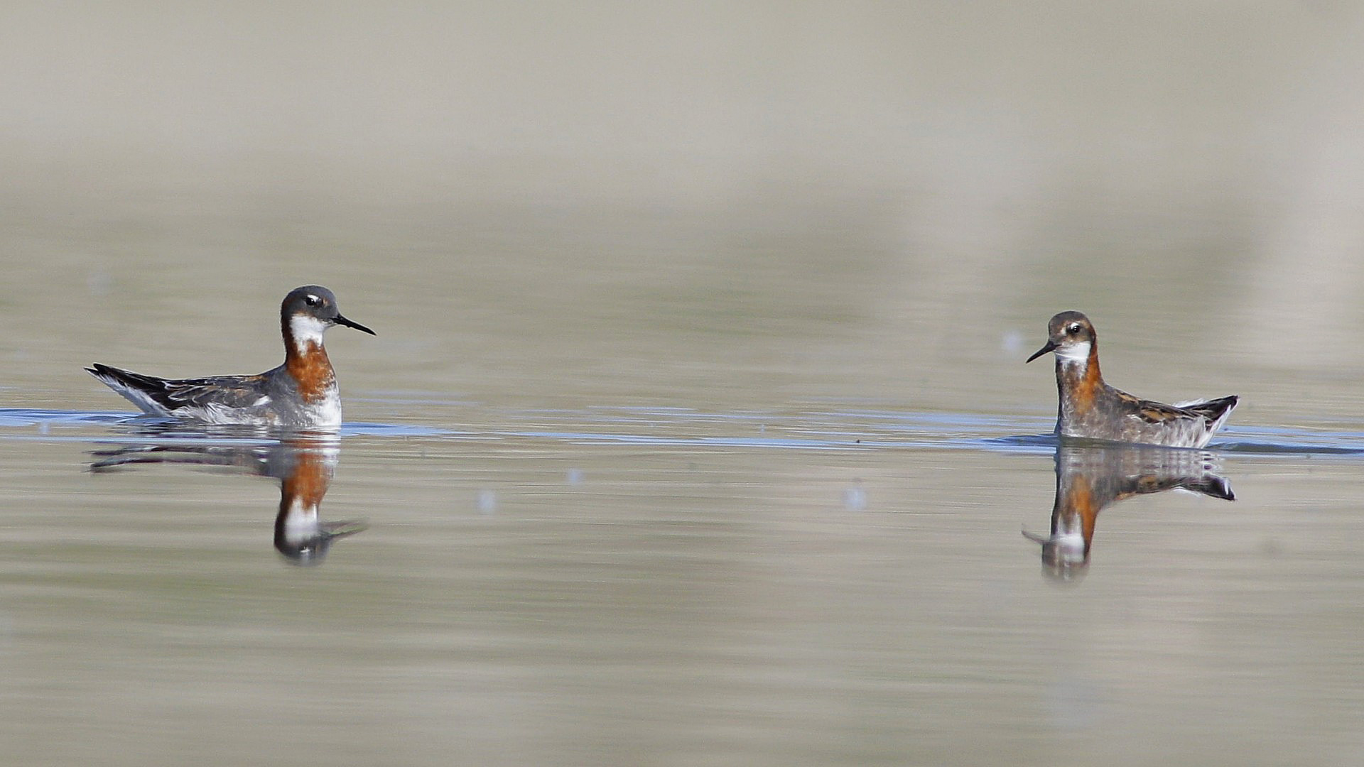 Denizdüdükçünü » Red-necked Phalarope » Phalaropus lobatus