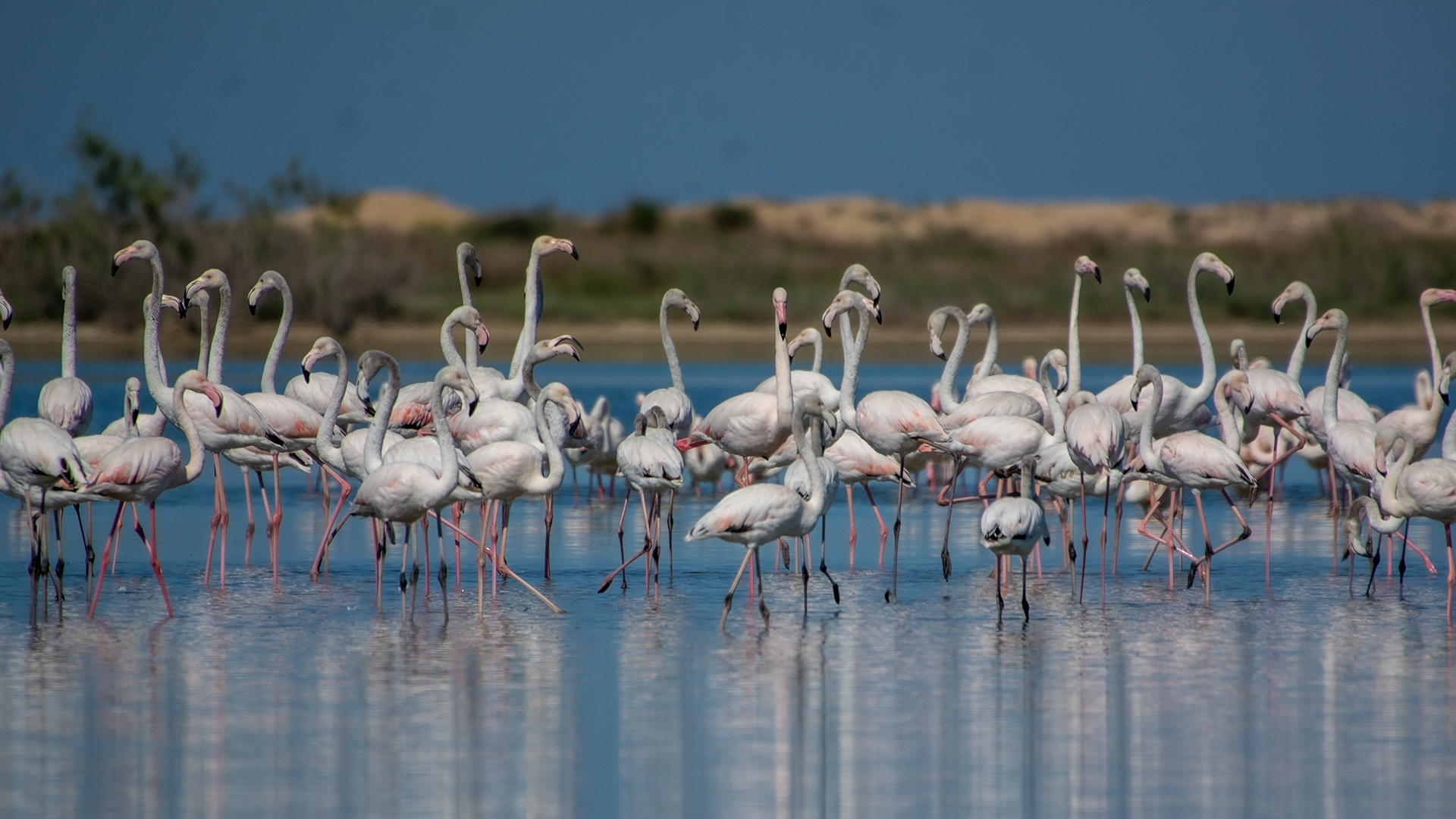 Flamingo