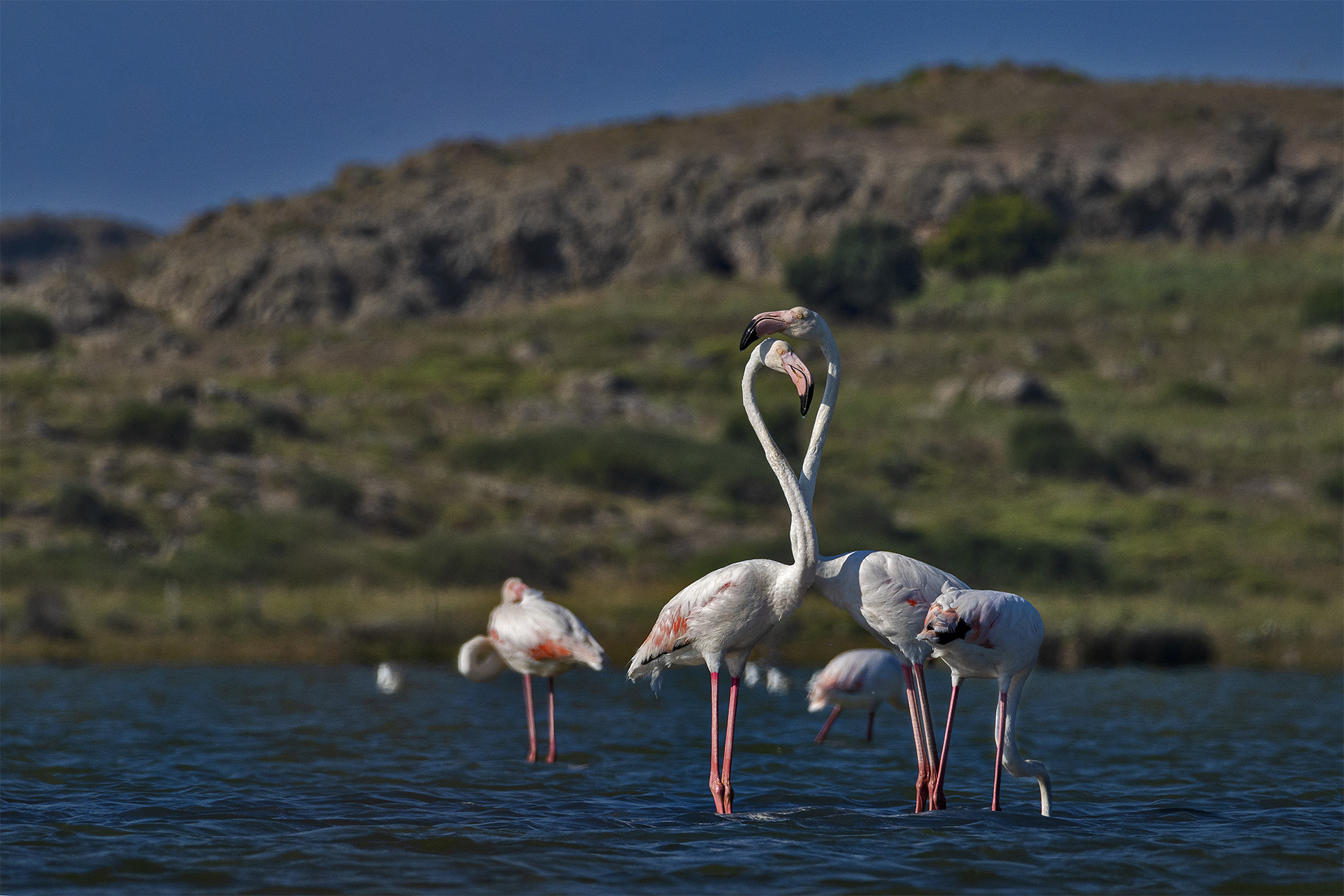 Flamingo