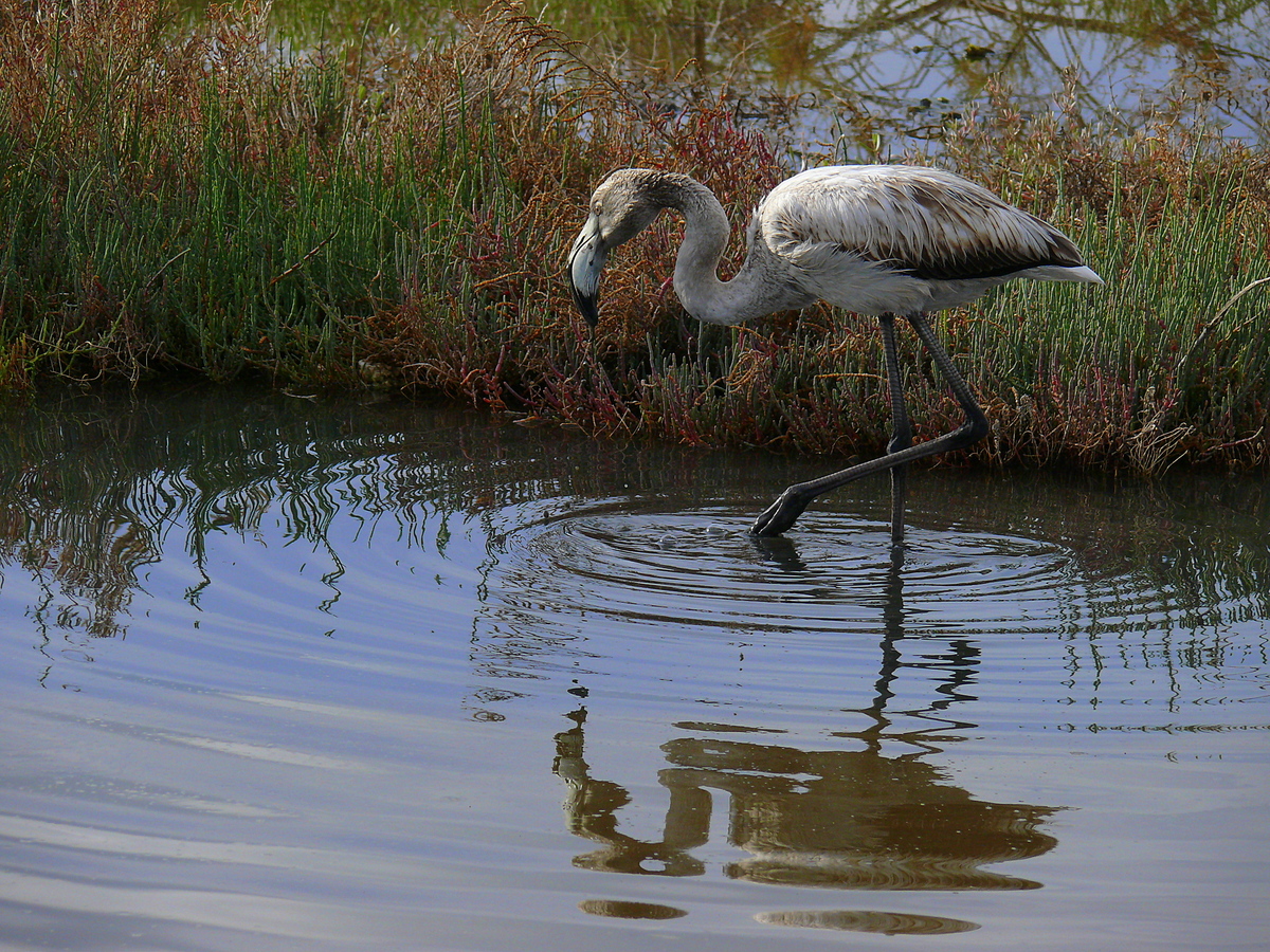 Flamingo