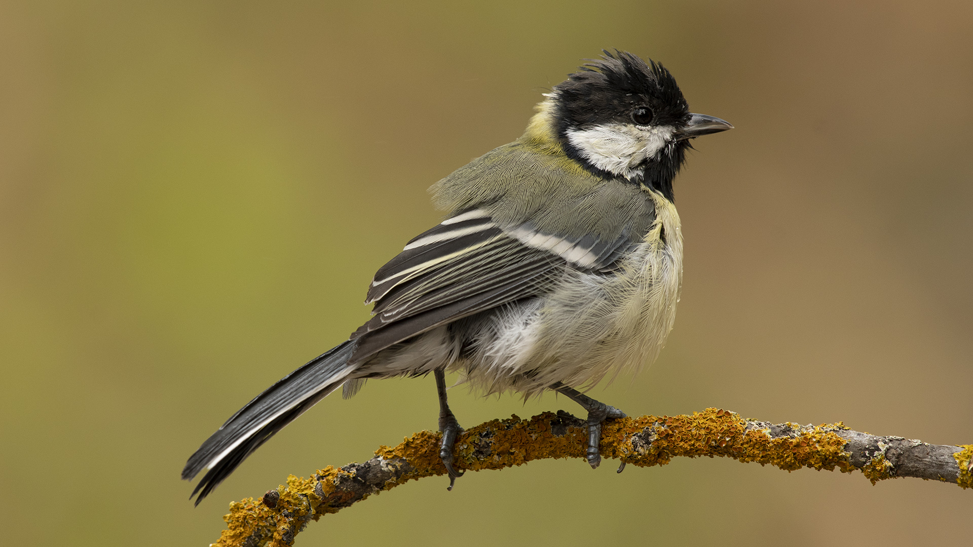 Büyük baştankara