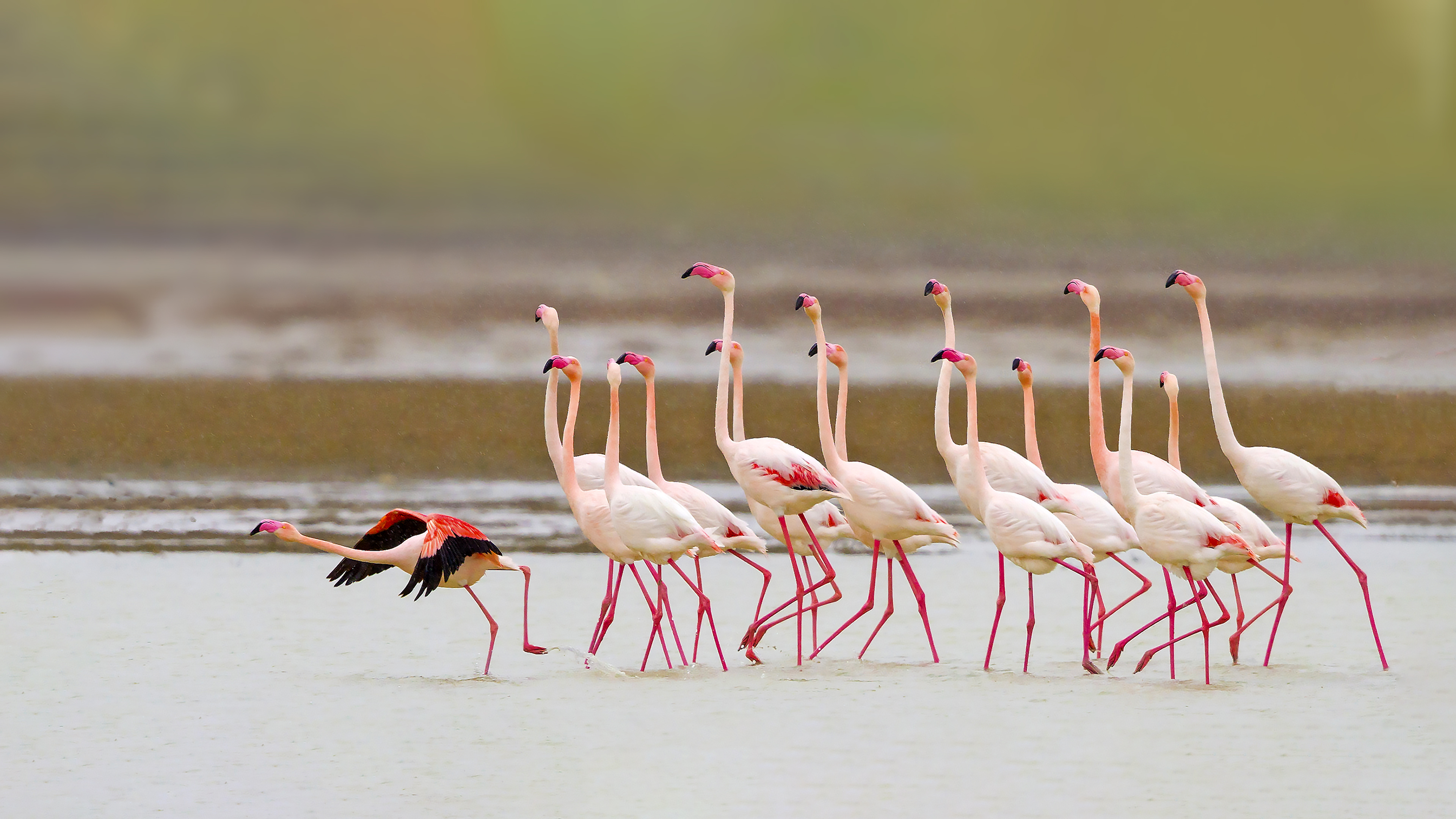 Flamingo