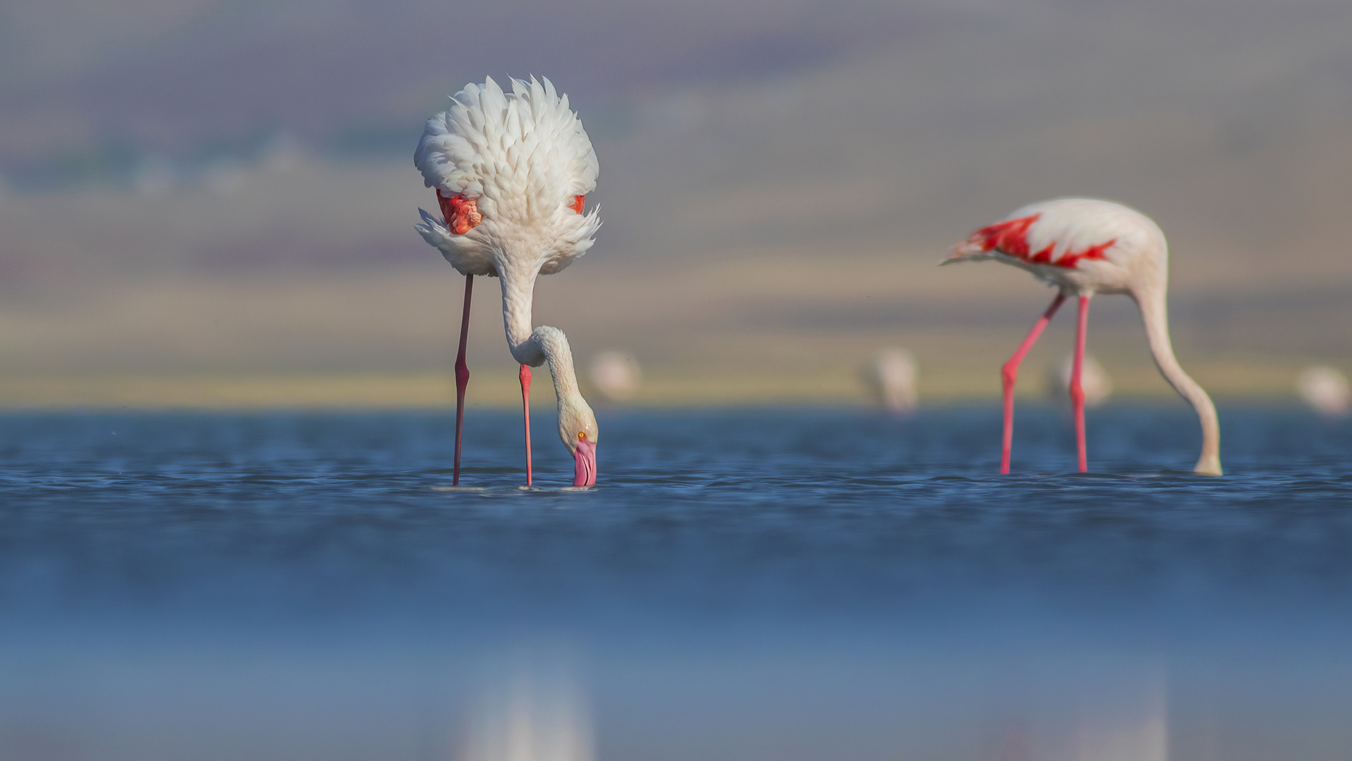 Flamingo
