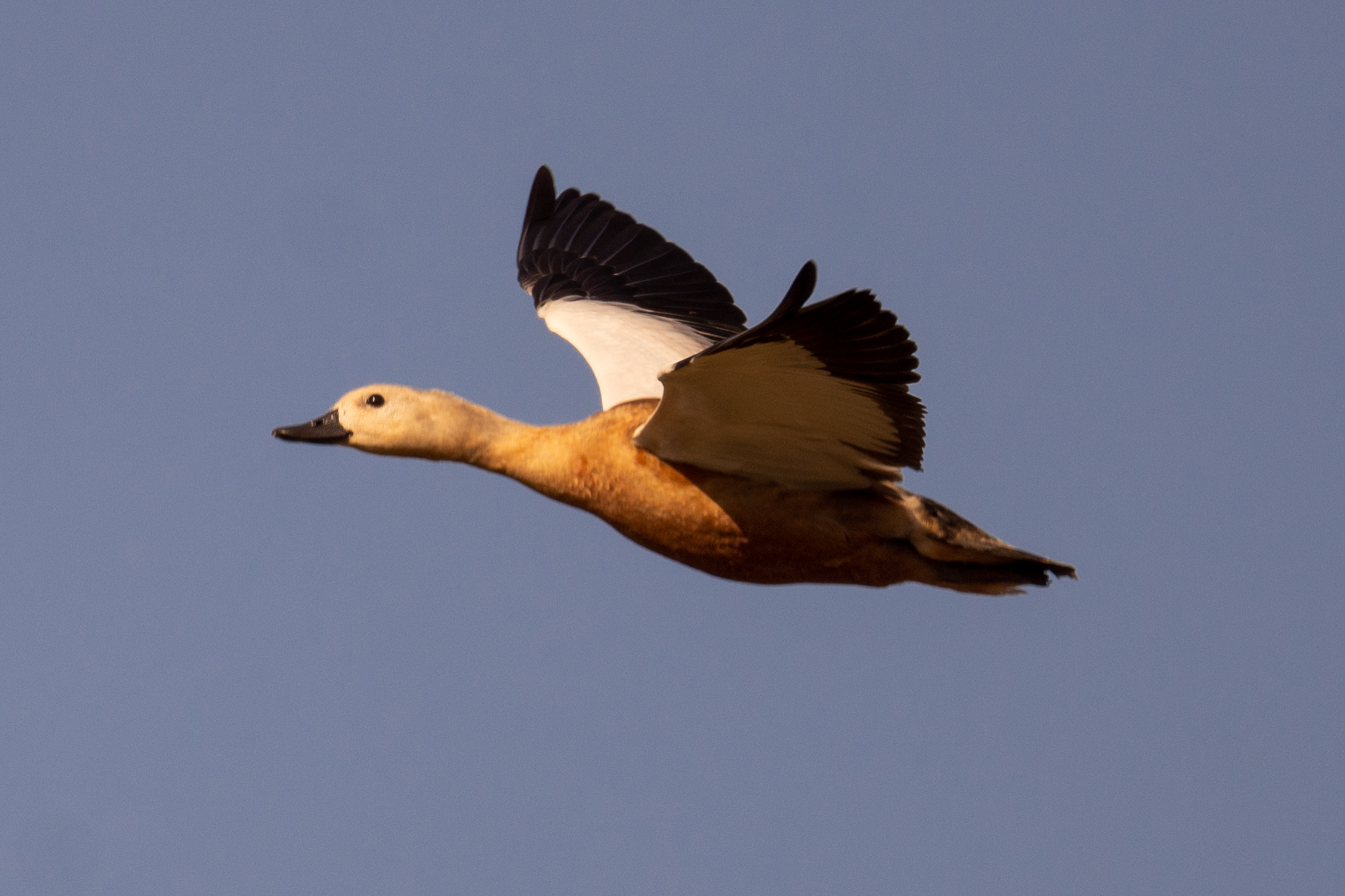 Angıt
