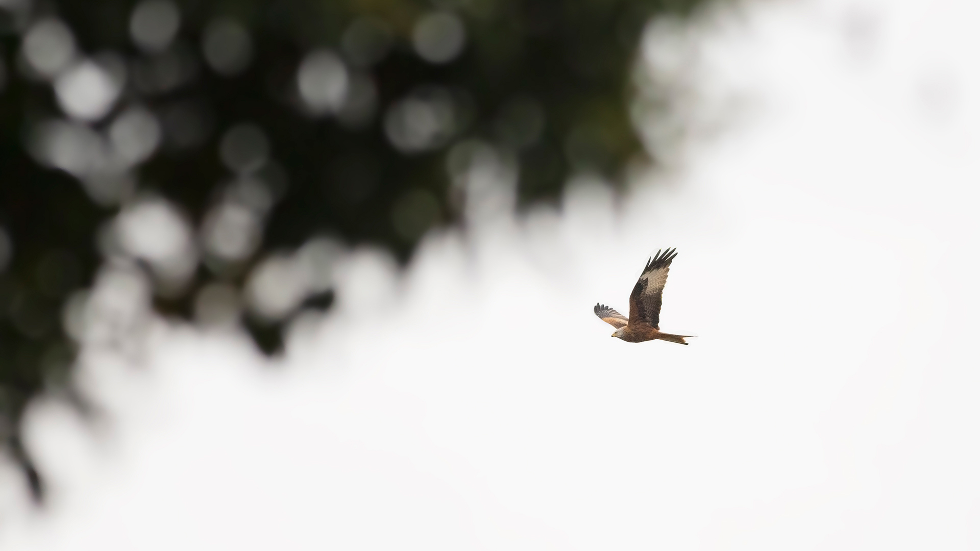 Kızıl çaylak » Red Kite » Milvus milvus