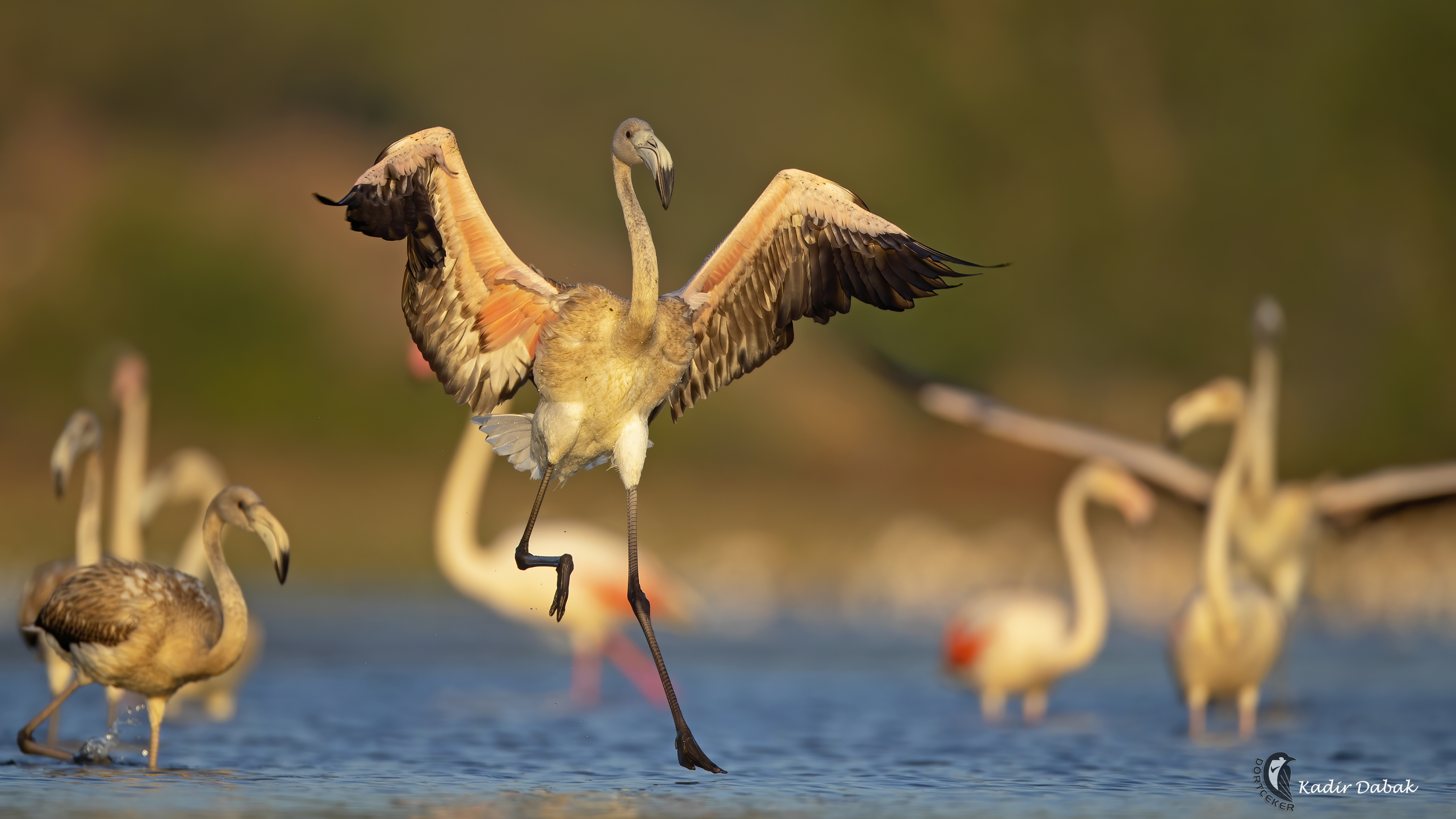 Flamingo